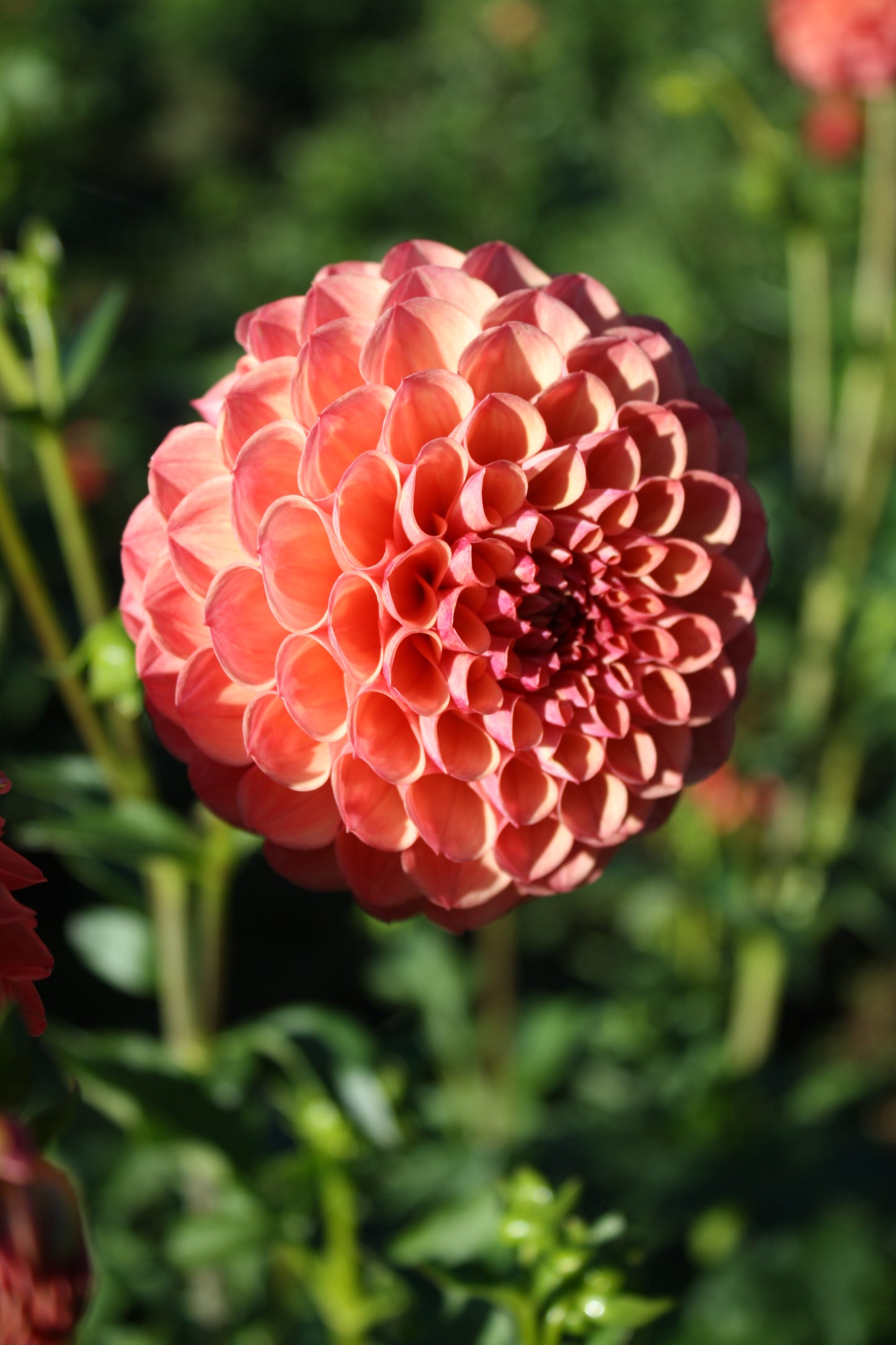Robin Hood Dahlia Tuber
