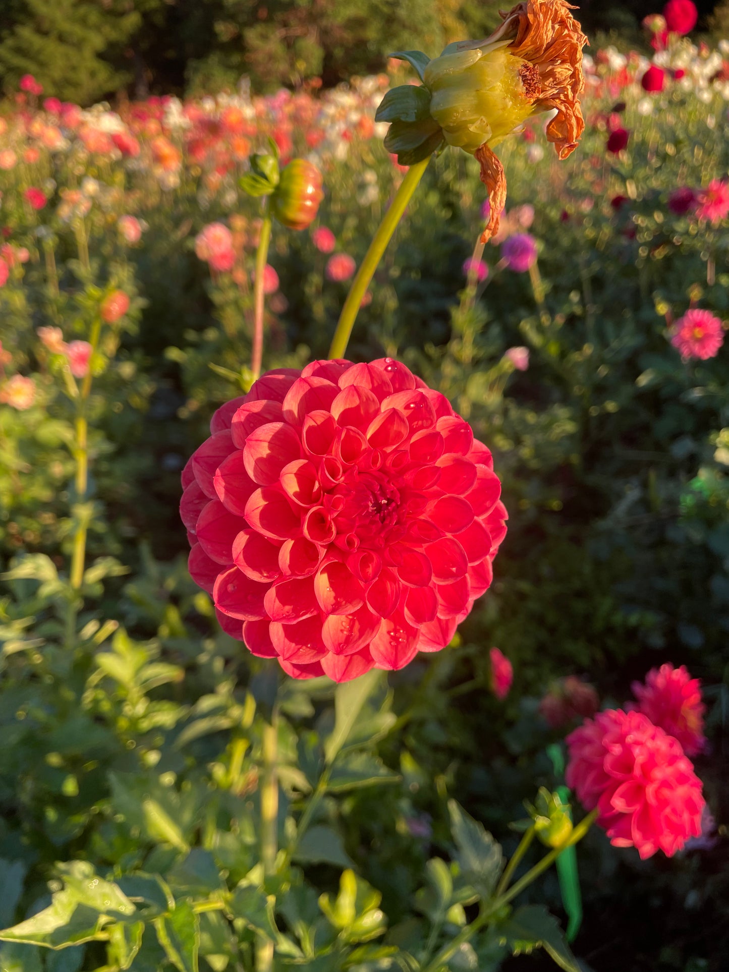Chimacum Nadjae Dahlia Tuber