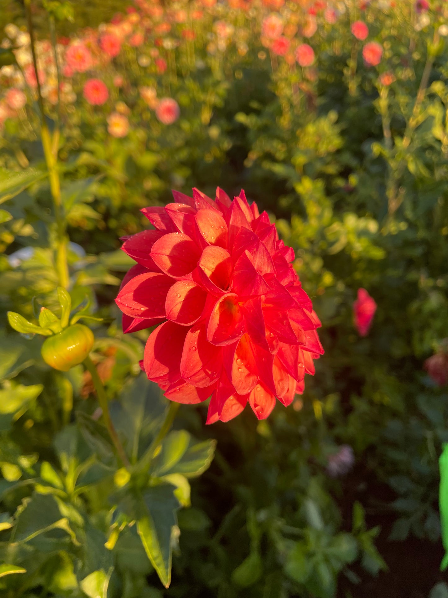 Chimacum Nadjae Dahlia Tuber