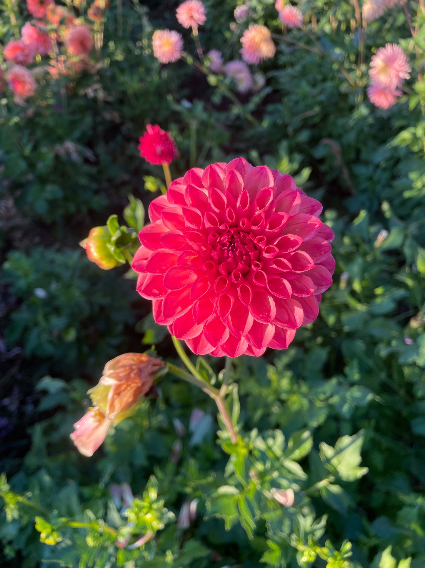 Chimacum Nadjae Dahlia Tuber