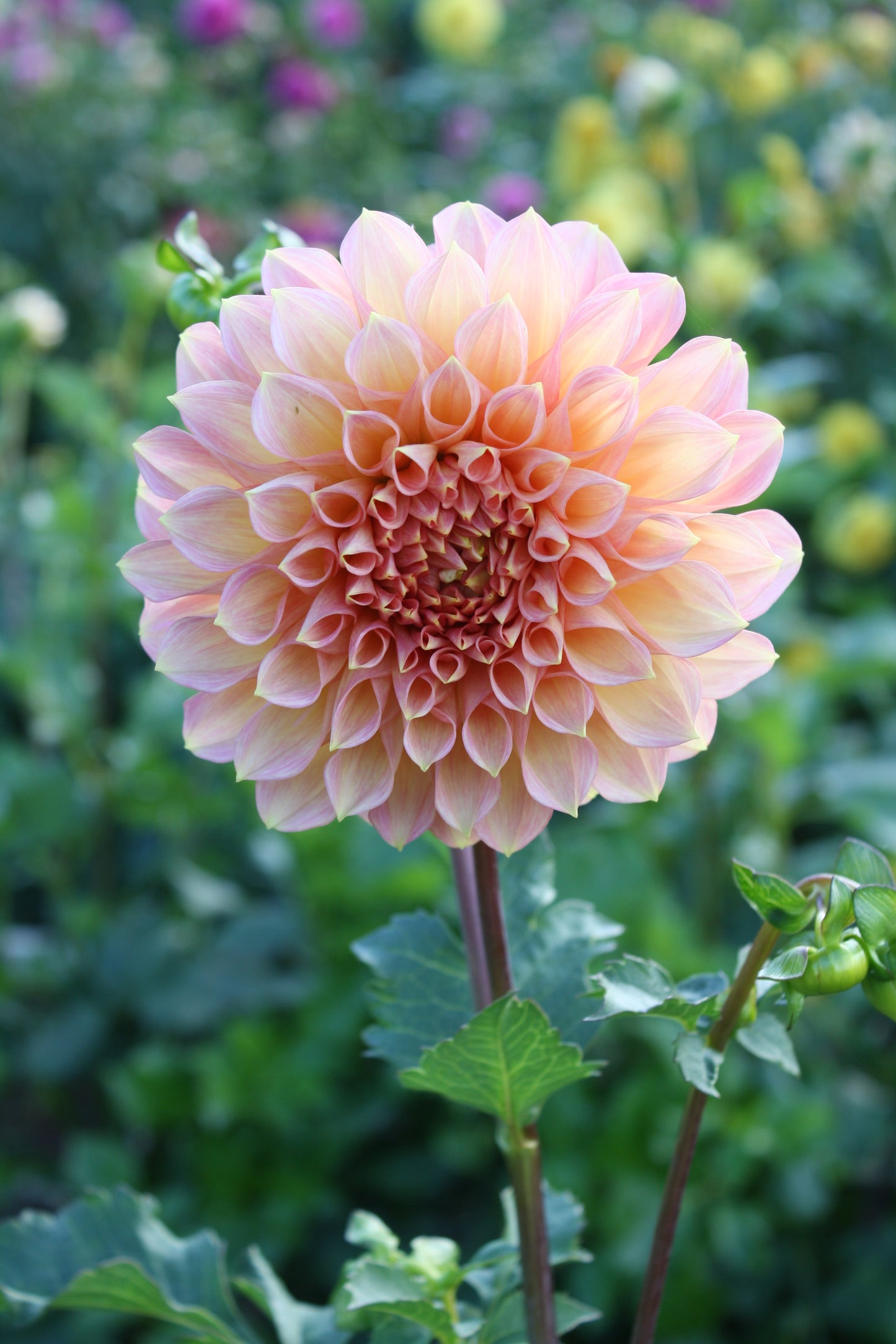 Scaur Swinton Dahlia Tuber