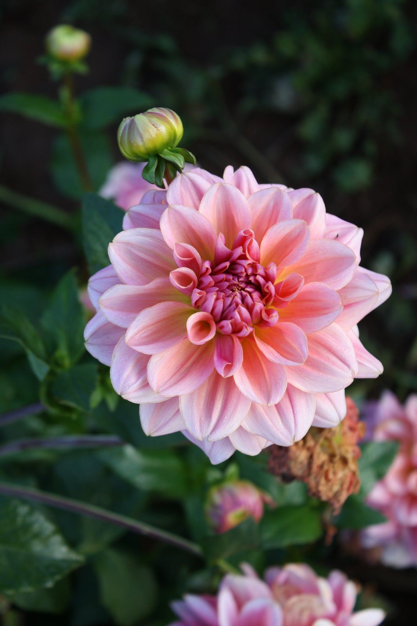 Southern Belle Dahlia Tuber