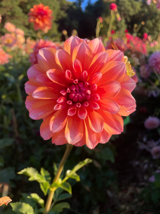 RobAnn Creamsicle Dahlia Tuber