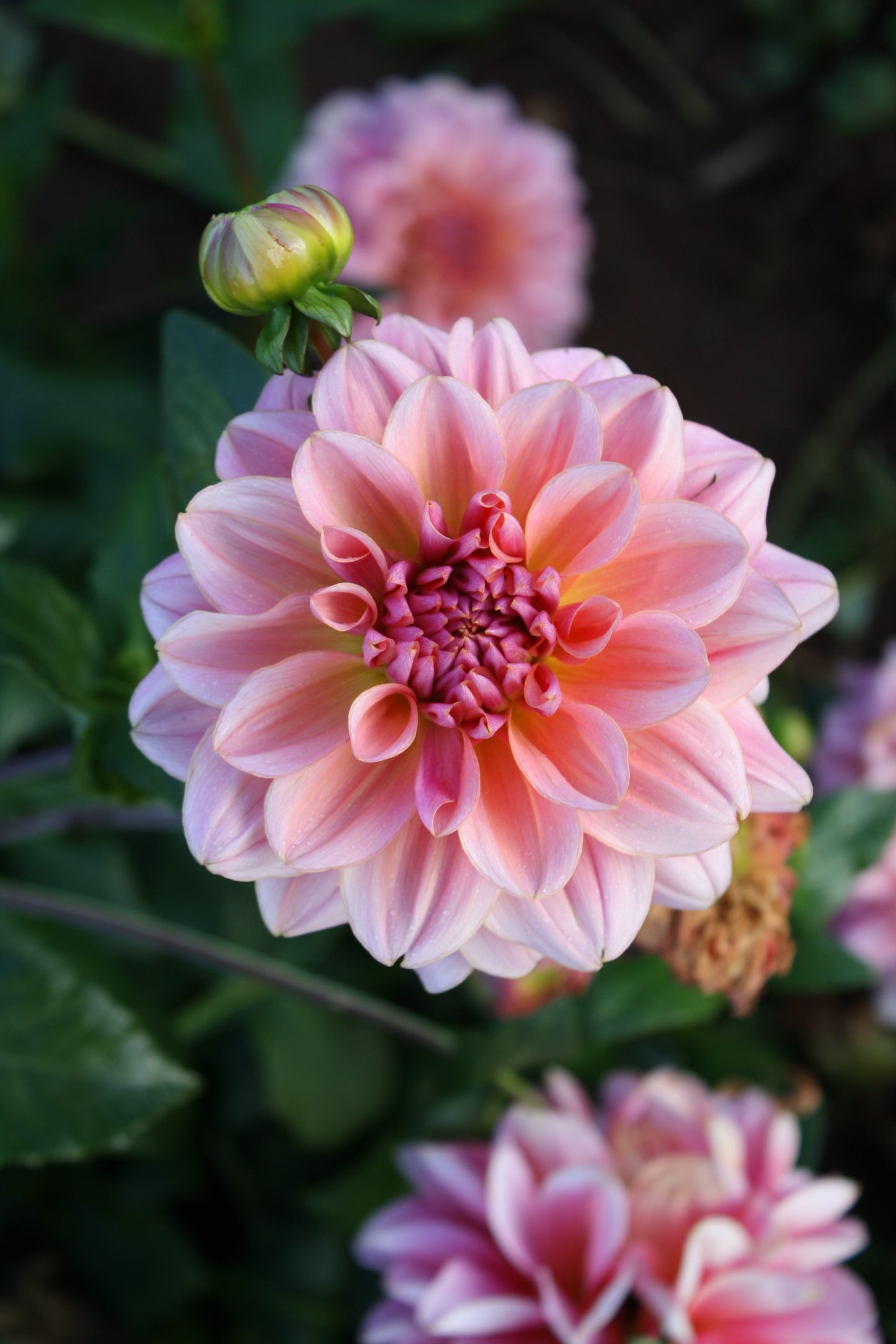 Southern Belle Dahlia Tuber