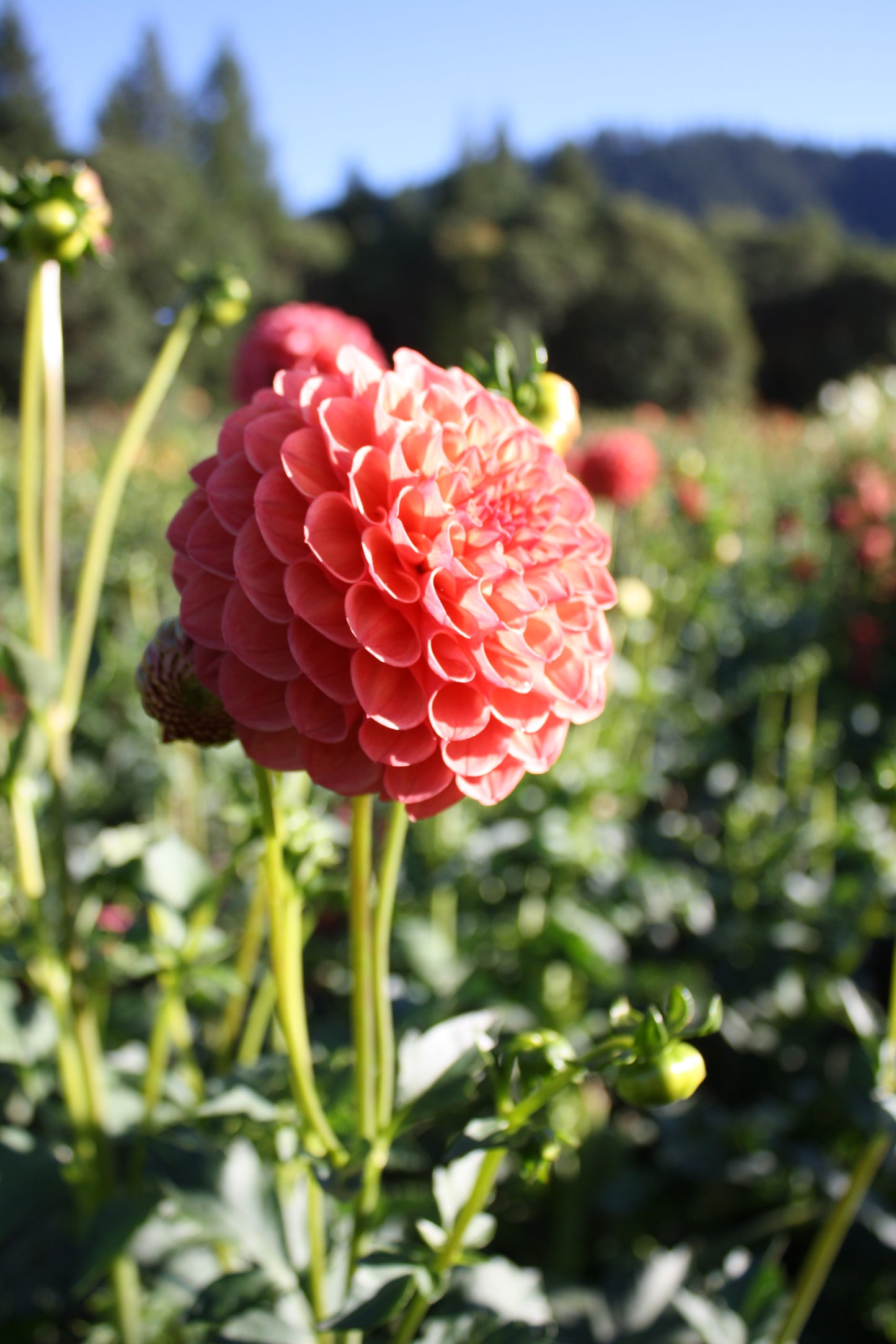 Robin Hood Dahlia Tuber