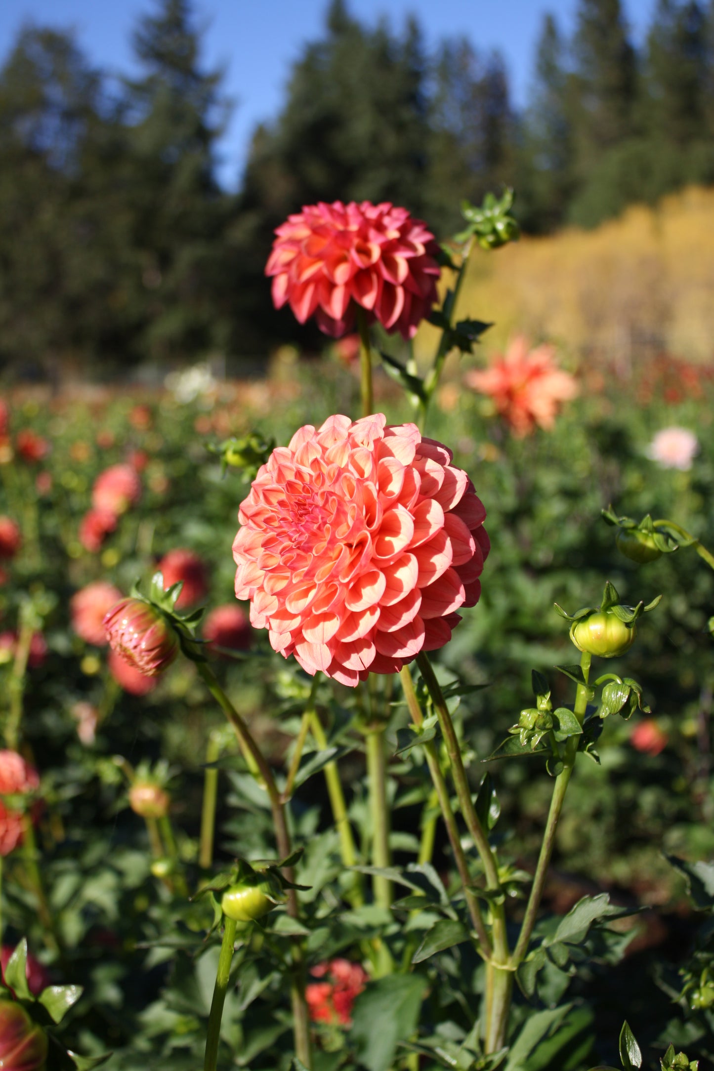 Robin Hood Dahlia Tuber