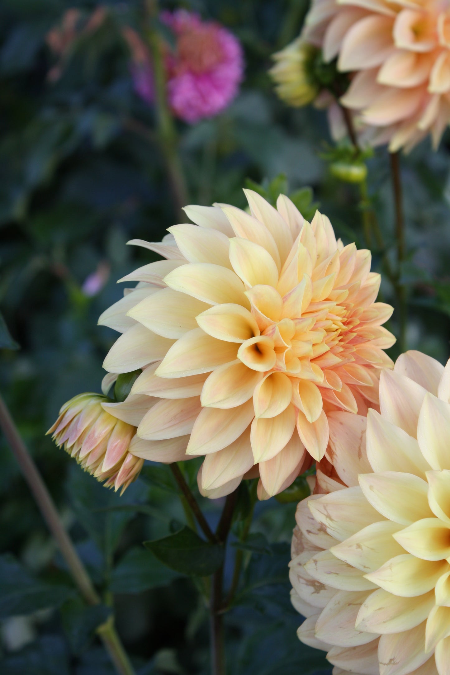 Miss Amara Dahlia Tuber