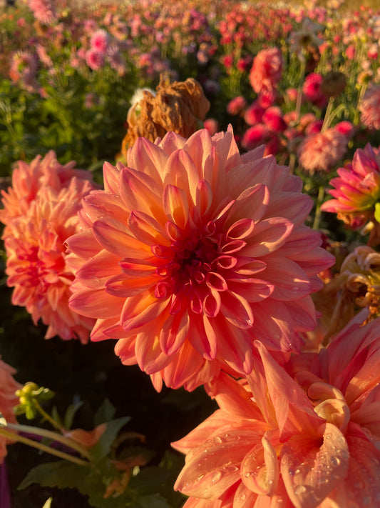 RobAnn Butterscotch Dahlia Tuber