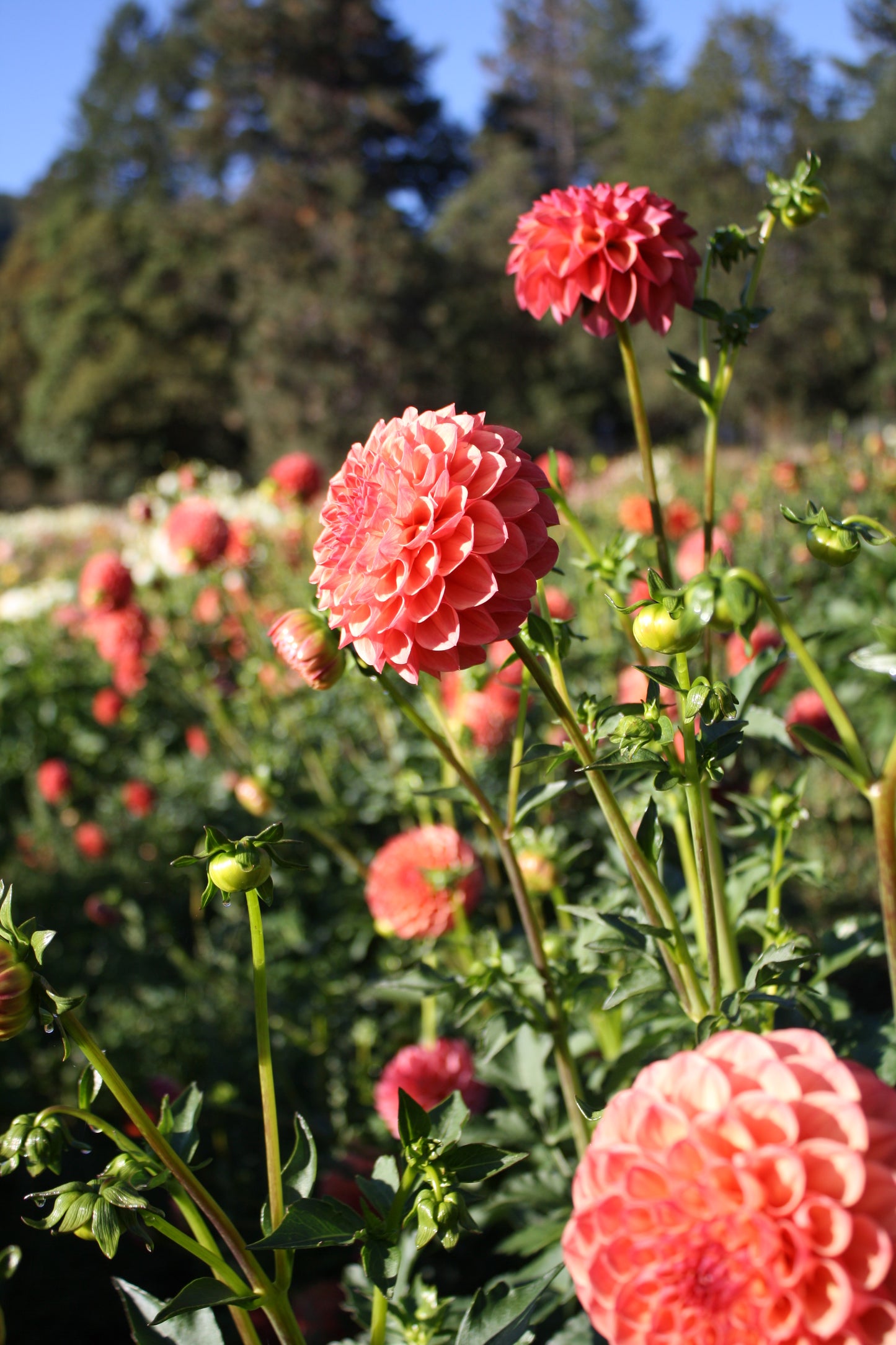 Robin Hood Dahlia Tuber