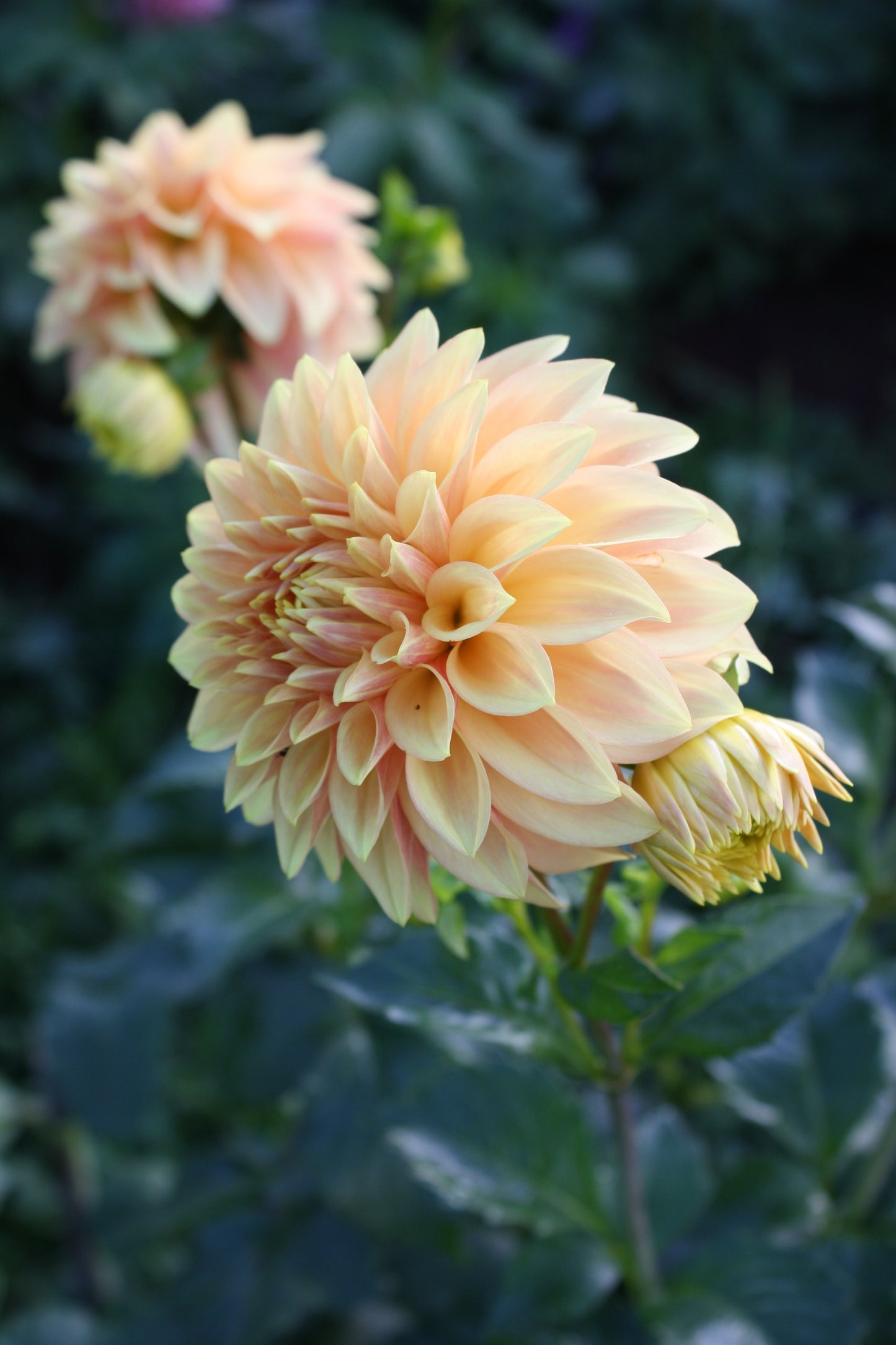 Miss Amara Dahlia Tuber