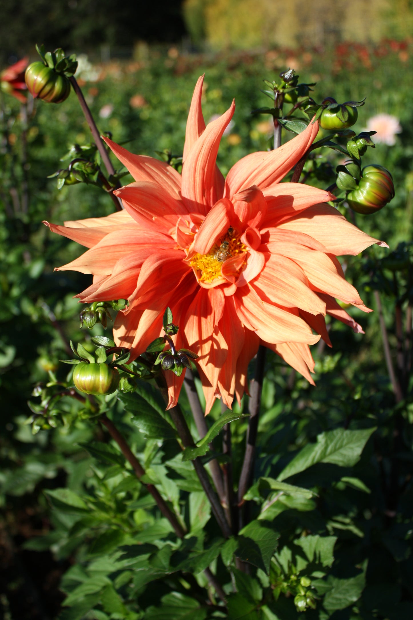 Color Spectacle Dahlia Tuber