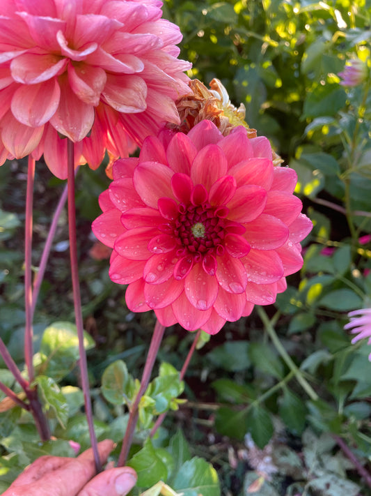 Orange Girl Dahlia Tuber
