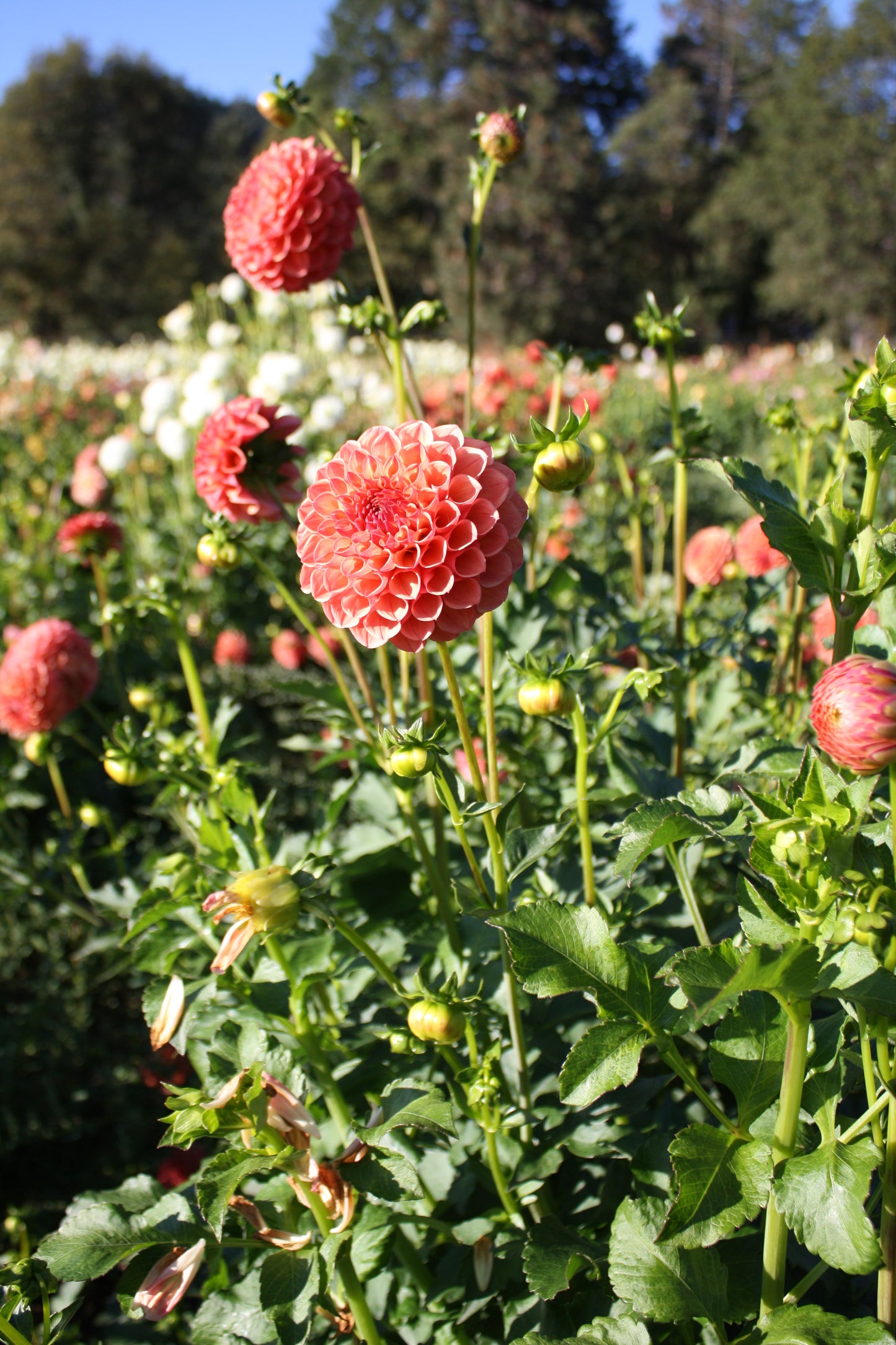Robin Hood Dahlia Tuber
