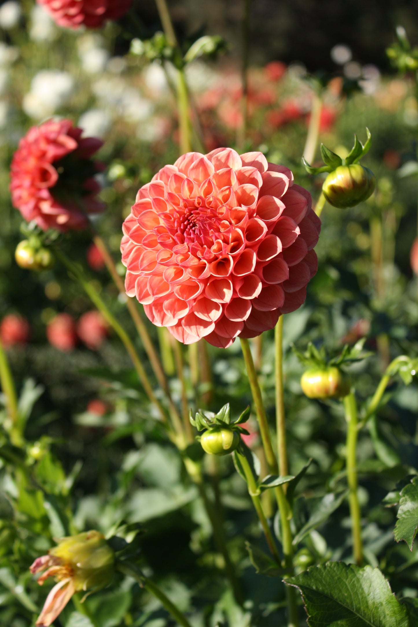 Robin Hood Dahlia Tuber