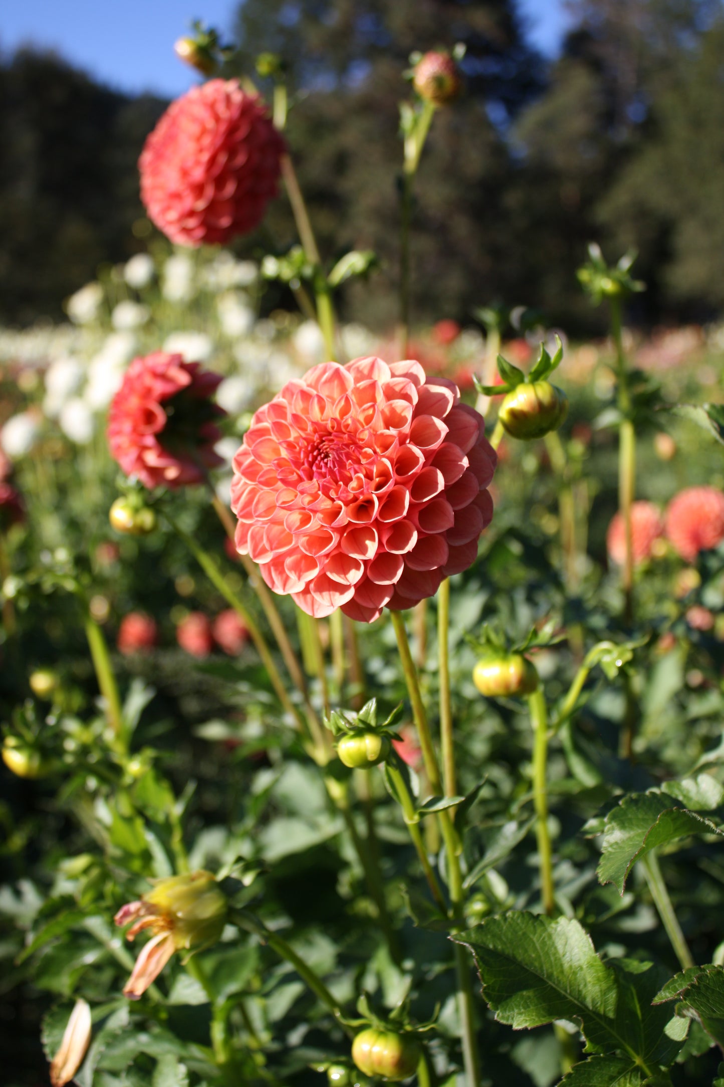 Robin Hood Dahlia Tuber