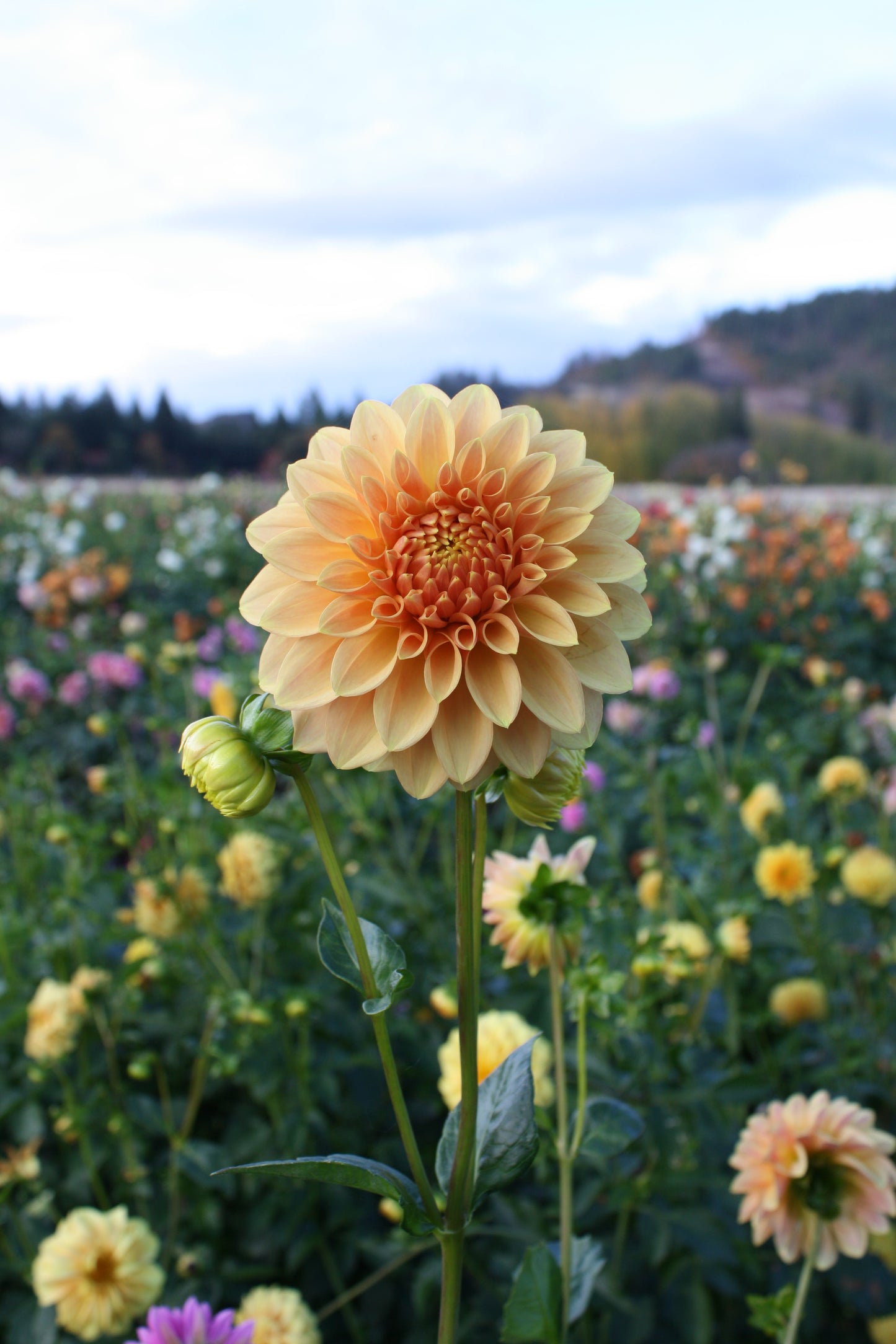 Miss Amara Dahlia Tuber
