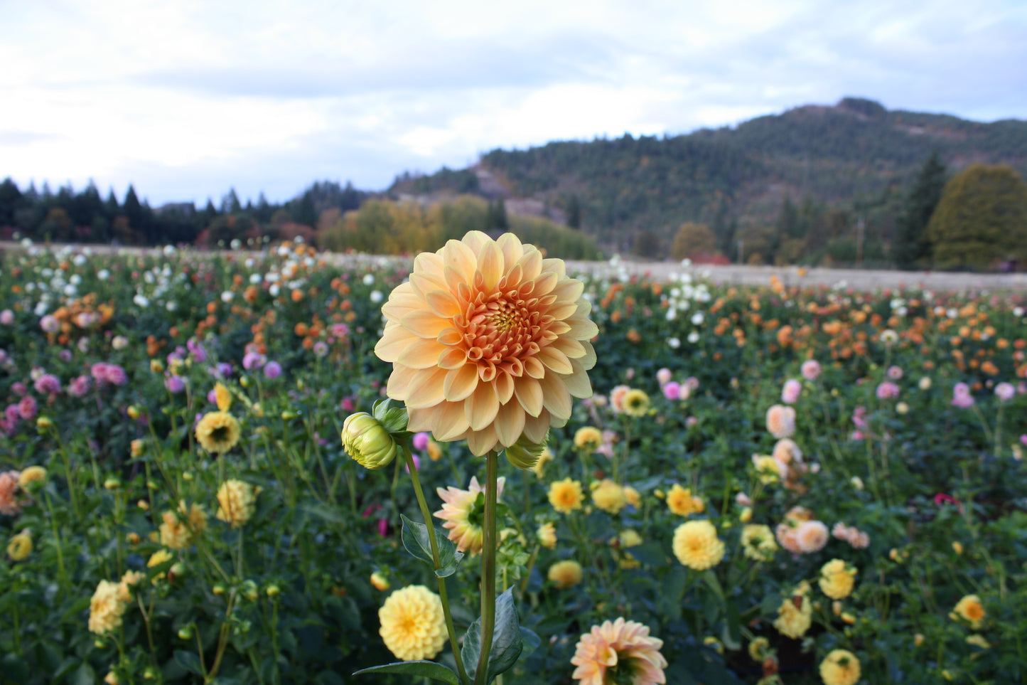 Miss Amara Dahlia Tuber