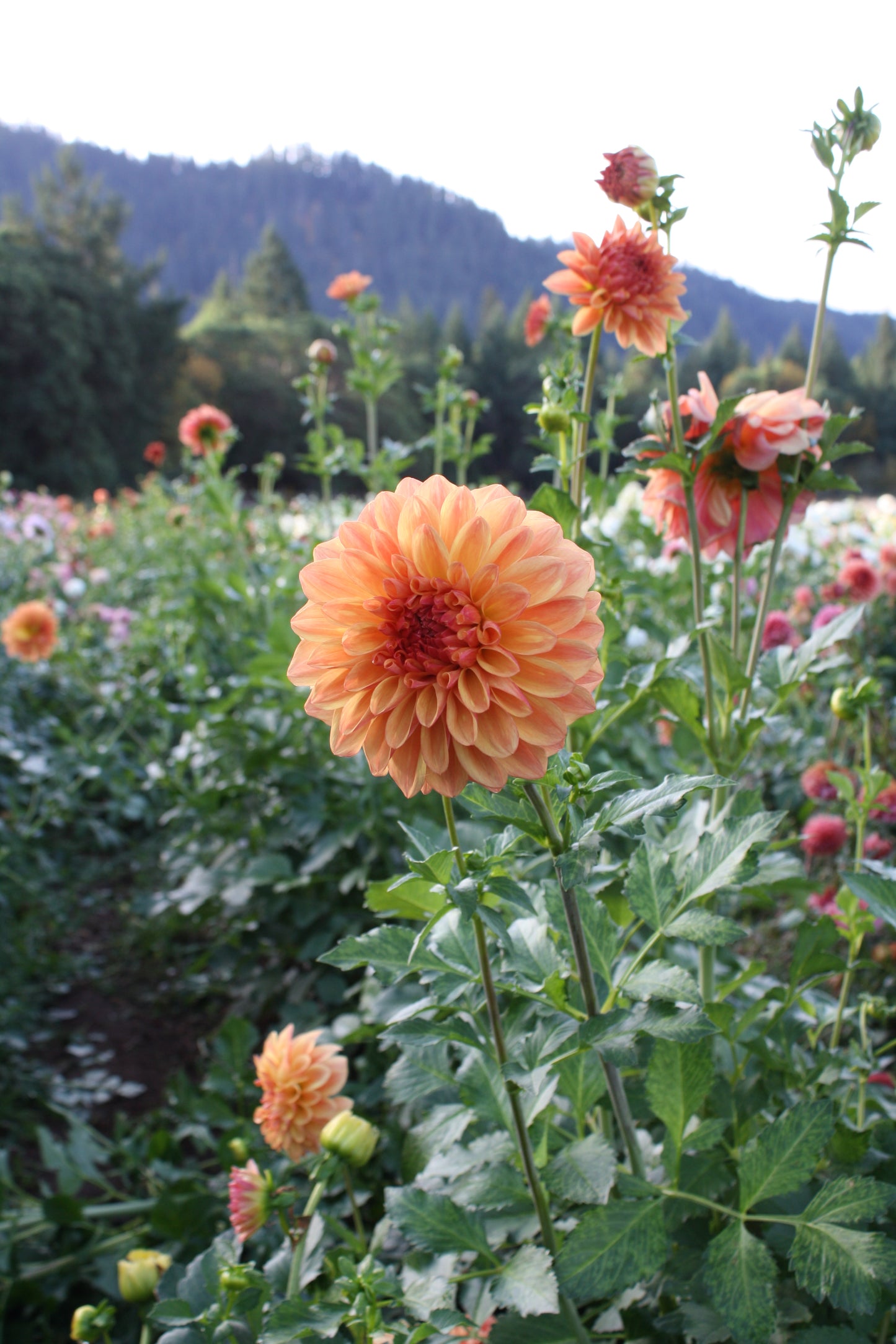 Ferncliff Copper Dahlia Tuber