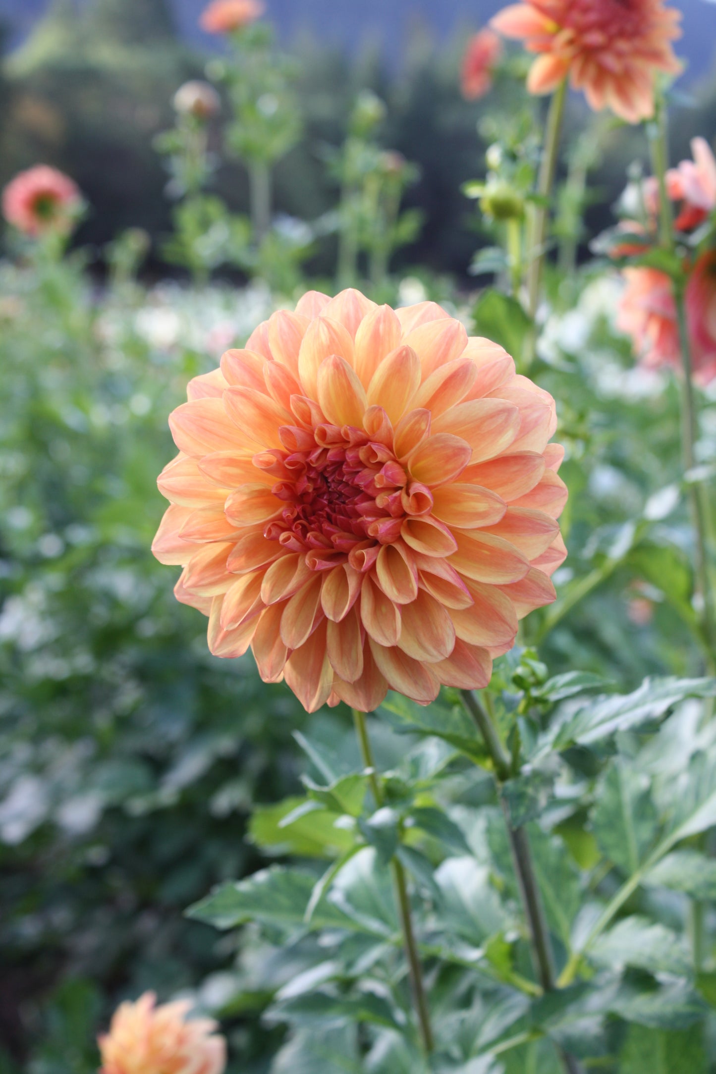 Ferncliff Copper Dahlia Tuber