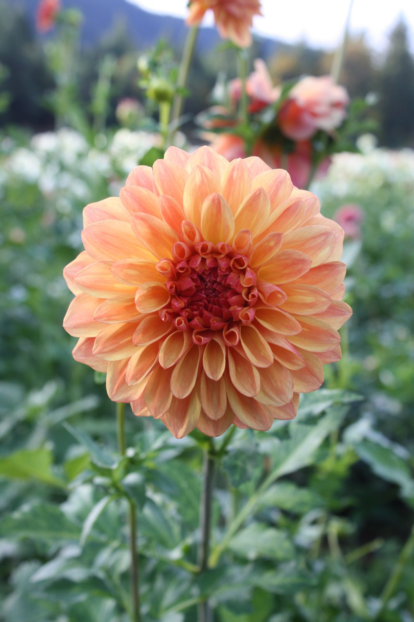 Ferncliff Copper Dahlia Tuber