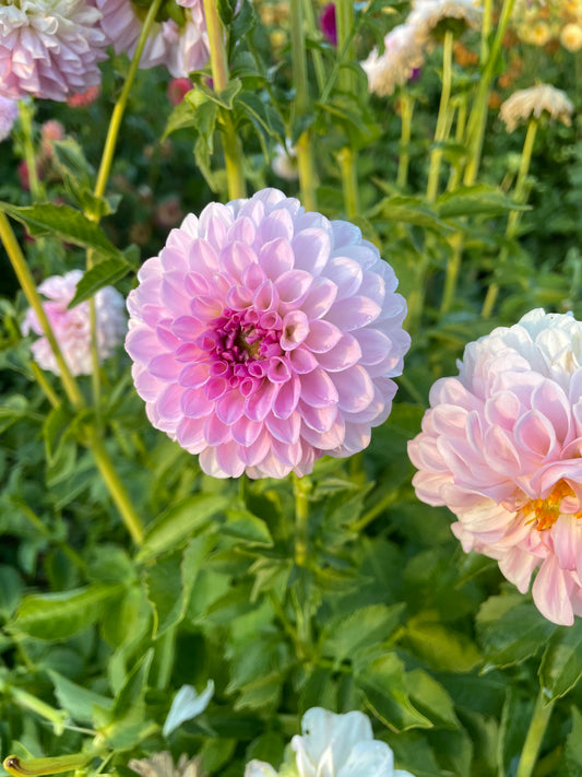 Megan Dean Dahlia Tuber