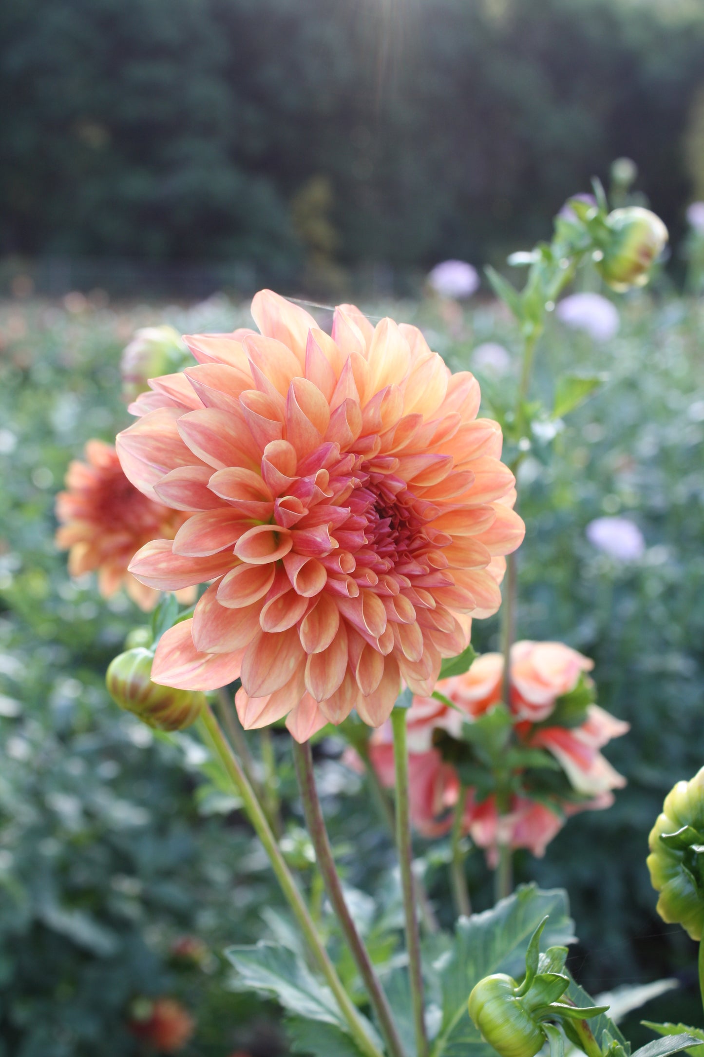 Ferncliff Copper Dahlia Tuber