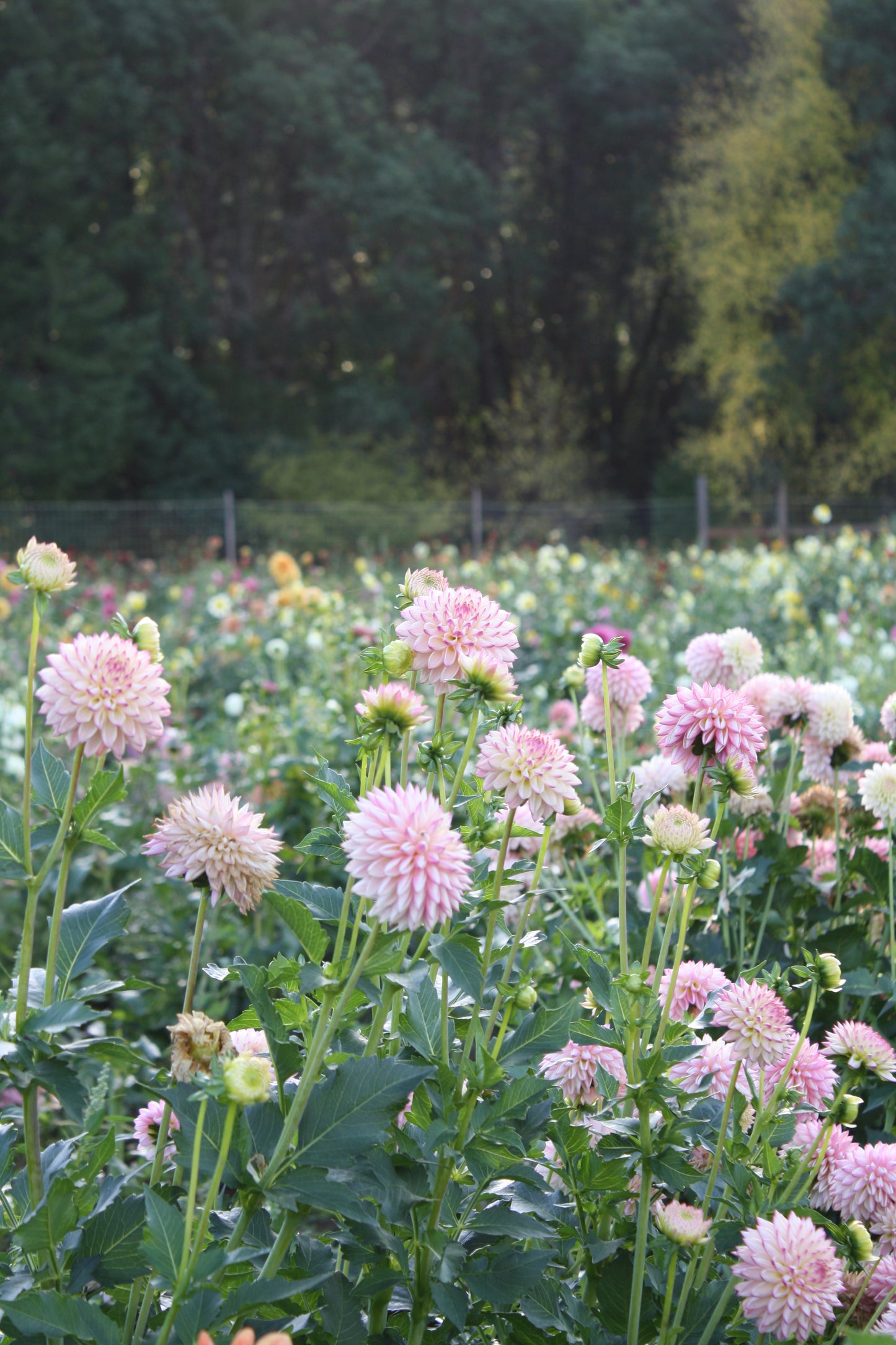 Valley Porcupine Dahlia Tuber