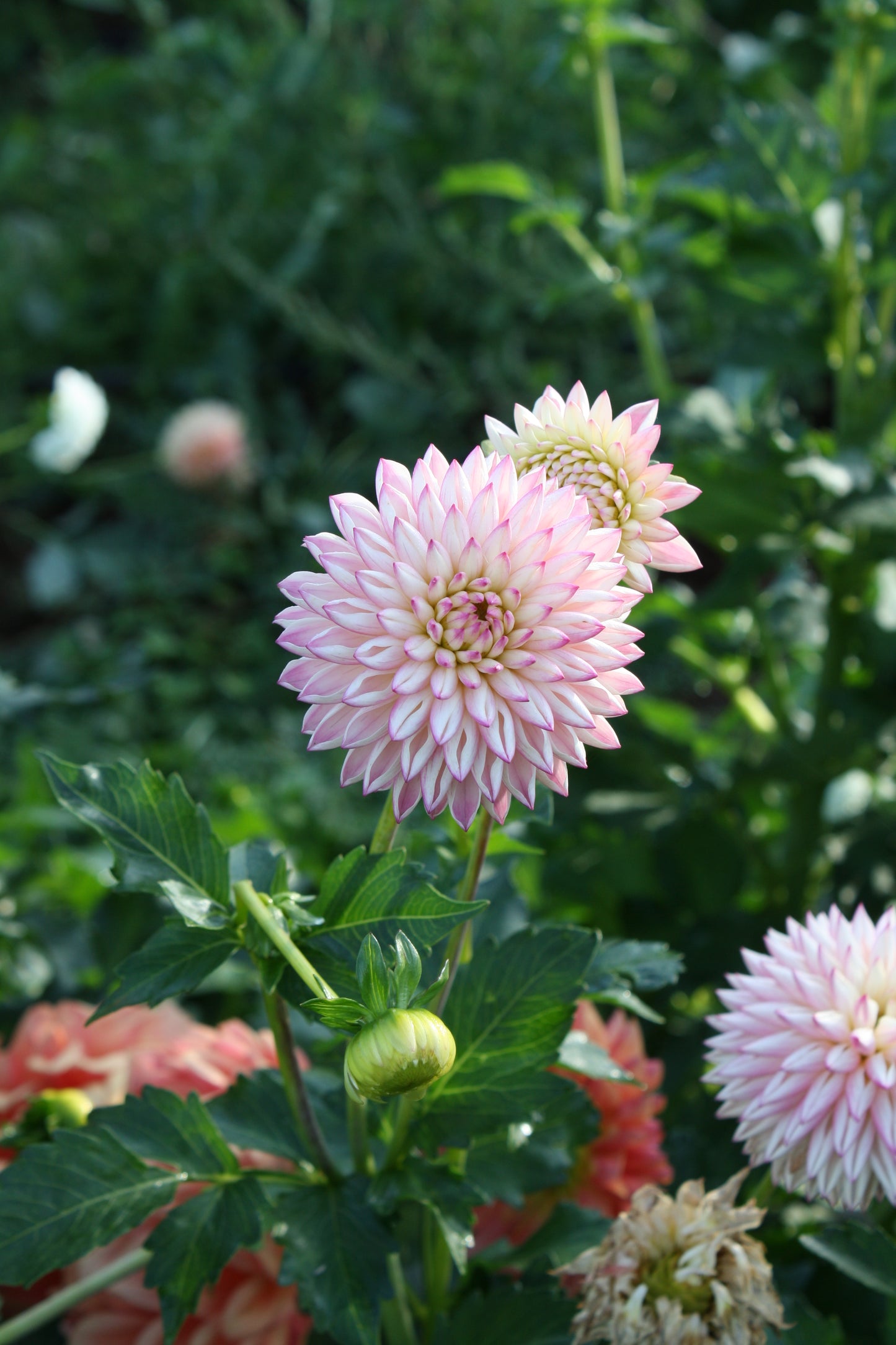 Valley Porcupine Dahlia Tuber