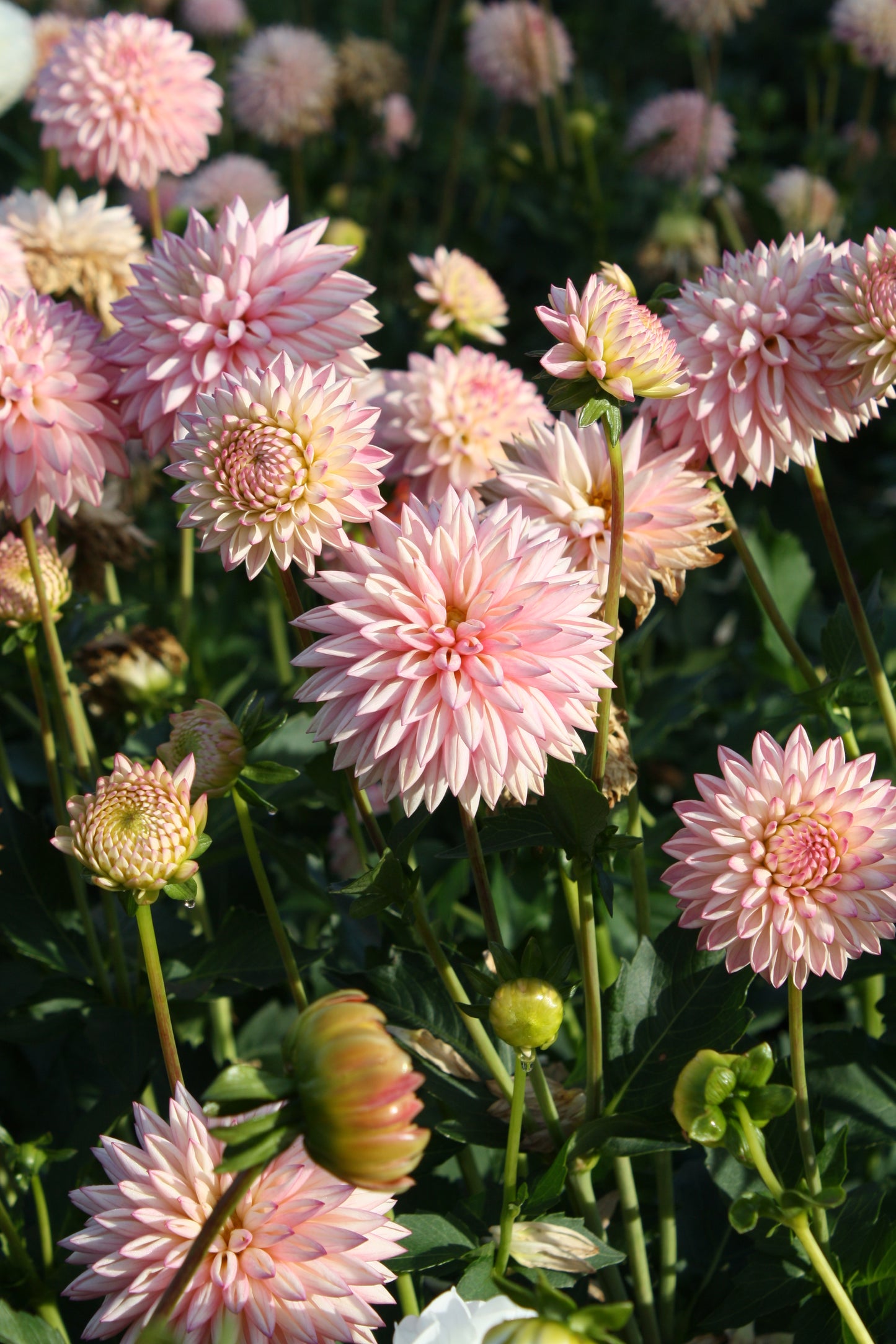 Valley Porcupine Dahlia Tuber