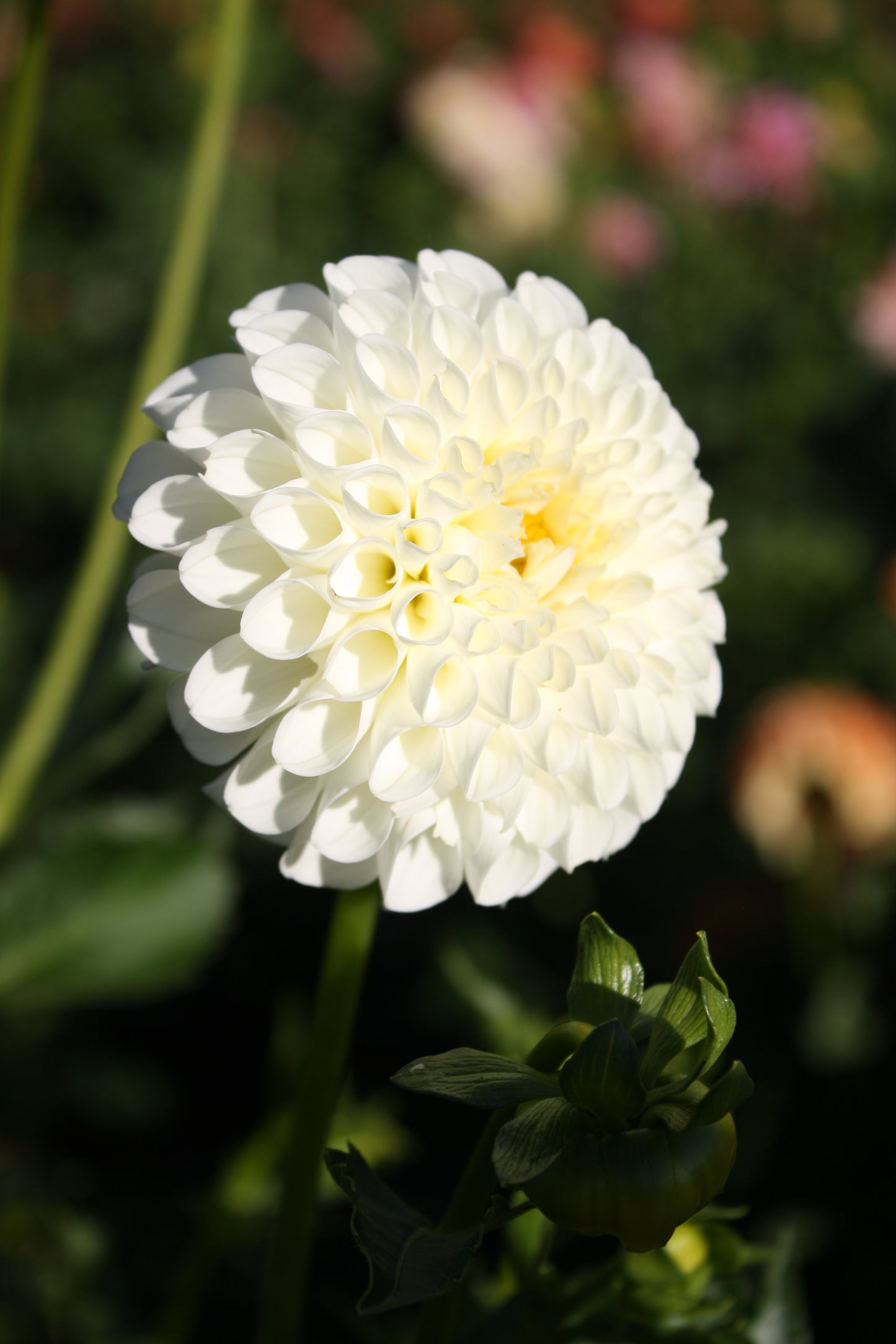 RJR Dahlia Tuber