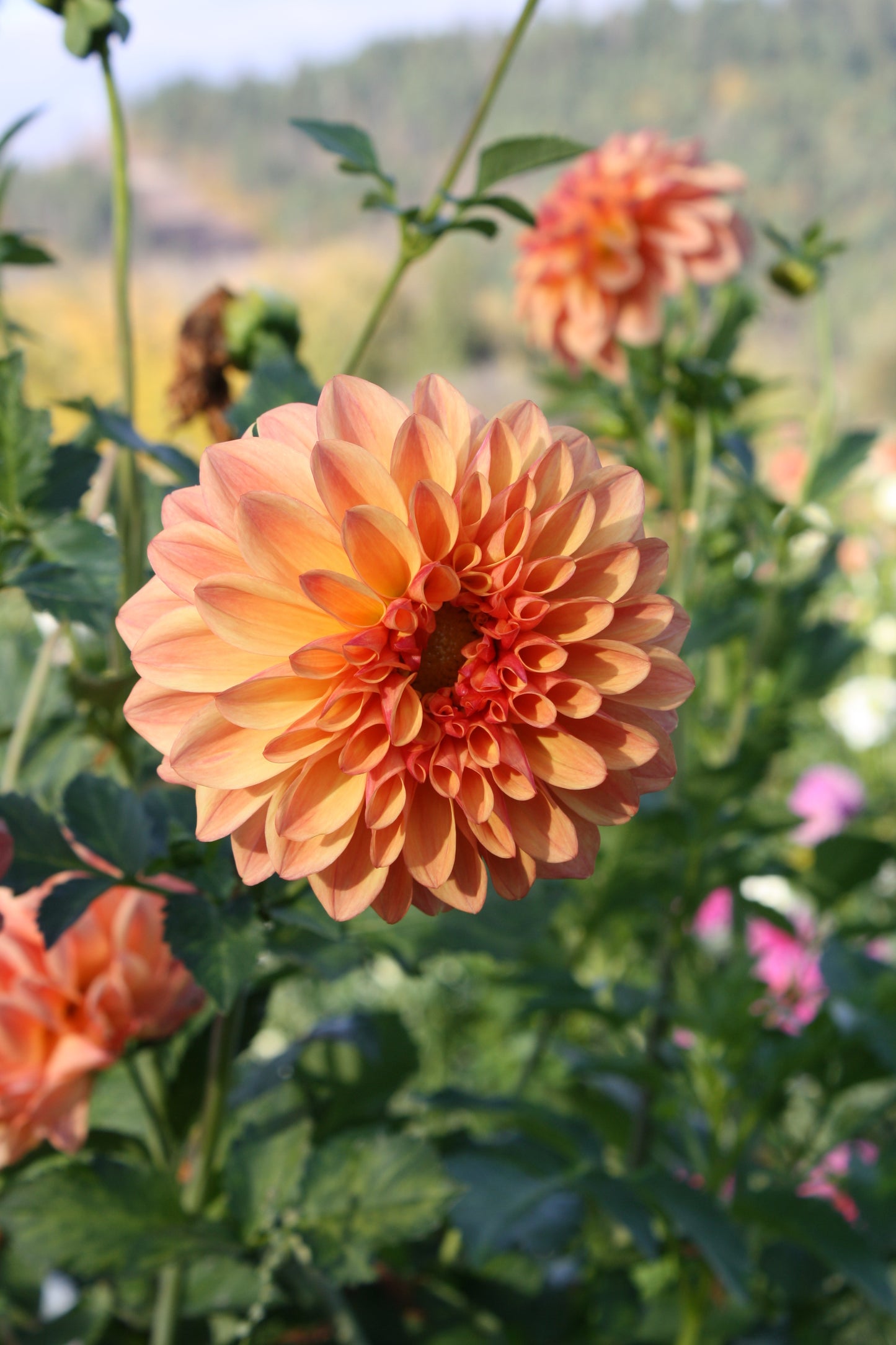 Ferncliff Copper Dahlia Tuber