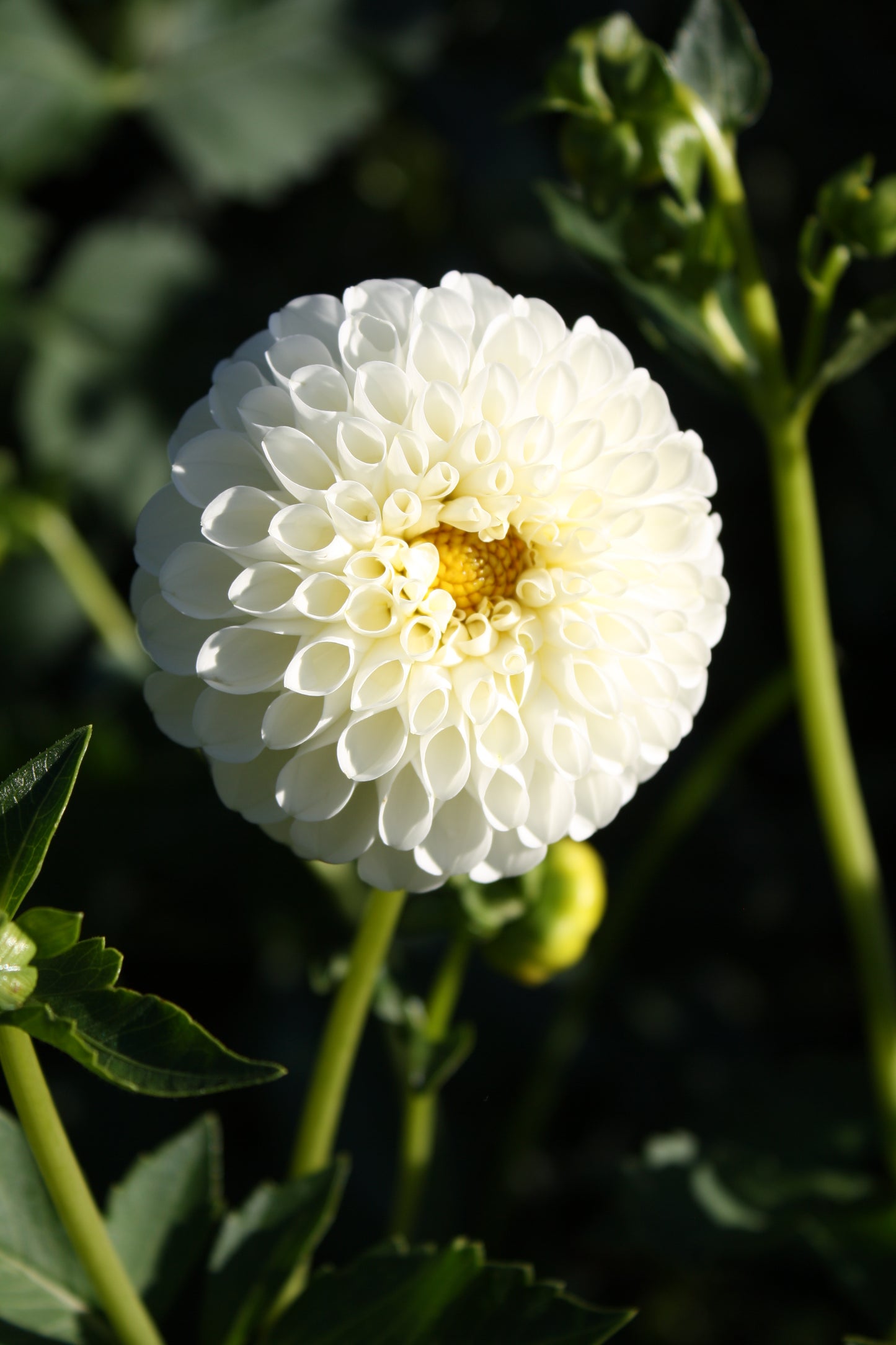 RJR Dahlia Tuber
