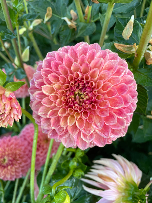 L.A.T.E. Dahlia Tuber