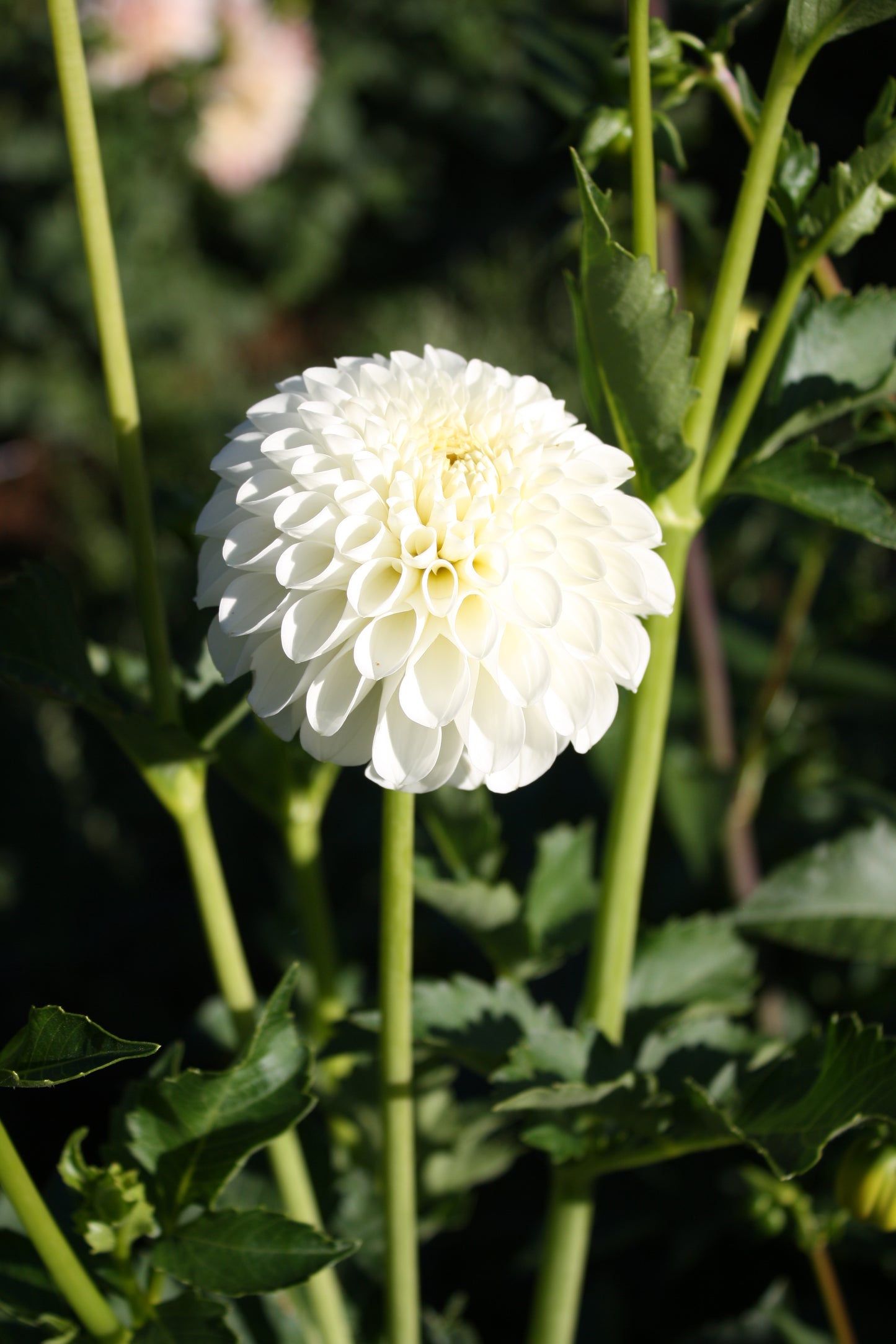RJR Dahlia Tuber