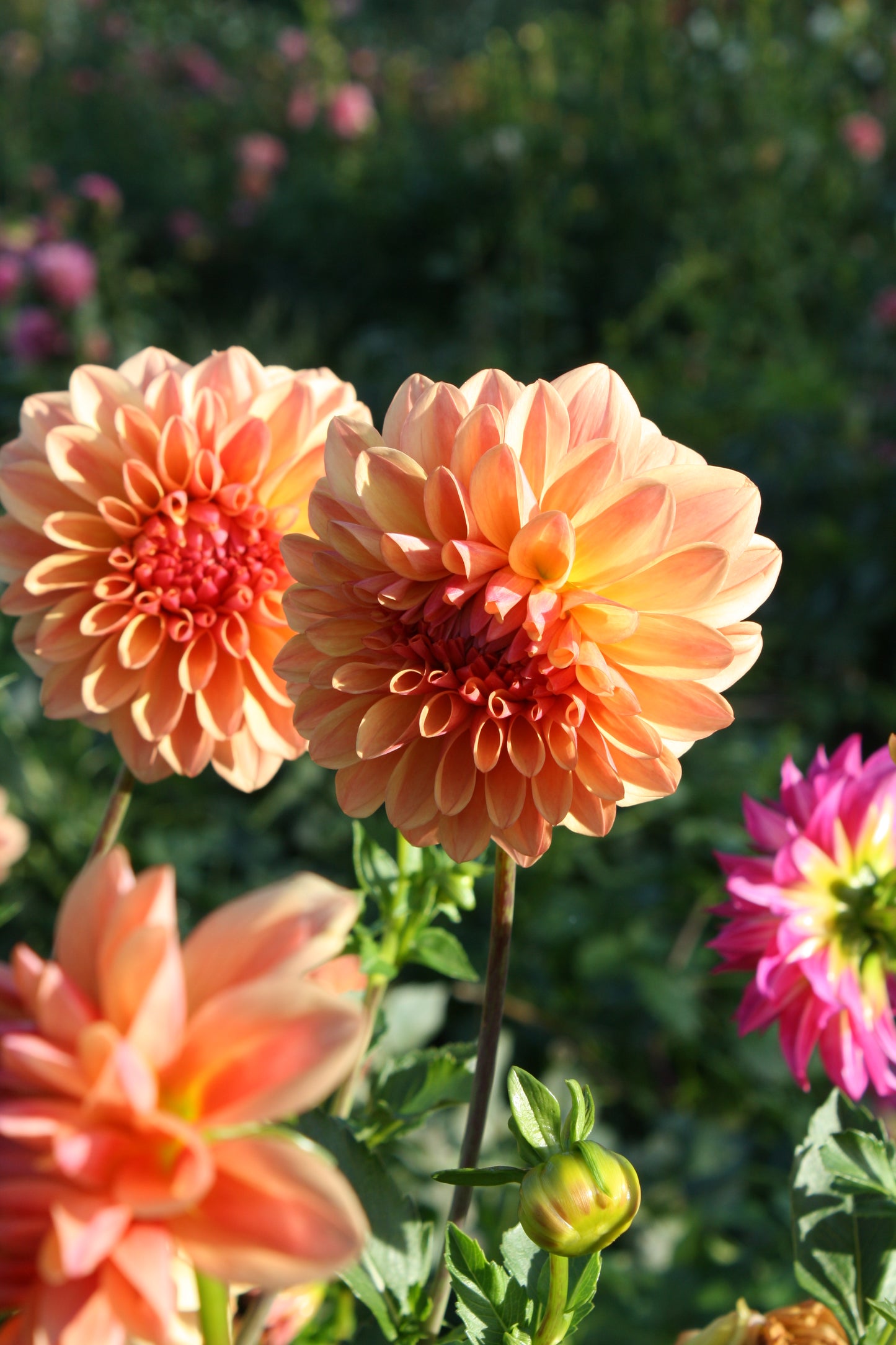 Ferncliff Copper Dahlia Tuber