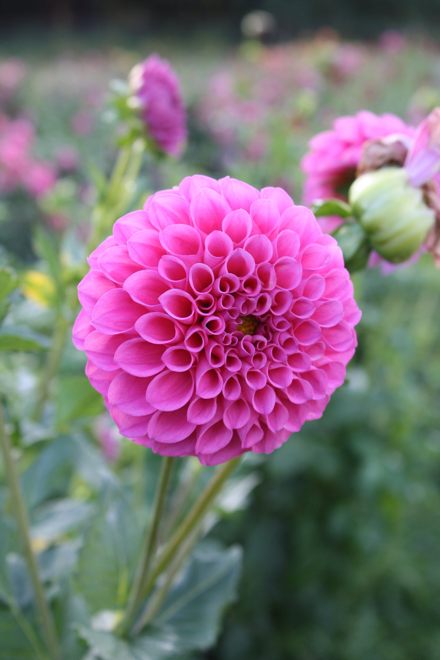 Chimacum Katie Dahlia Tuber
