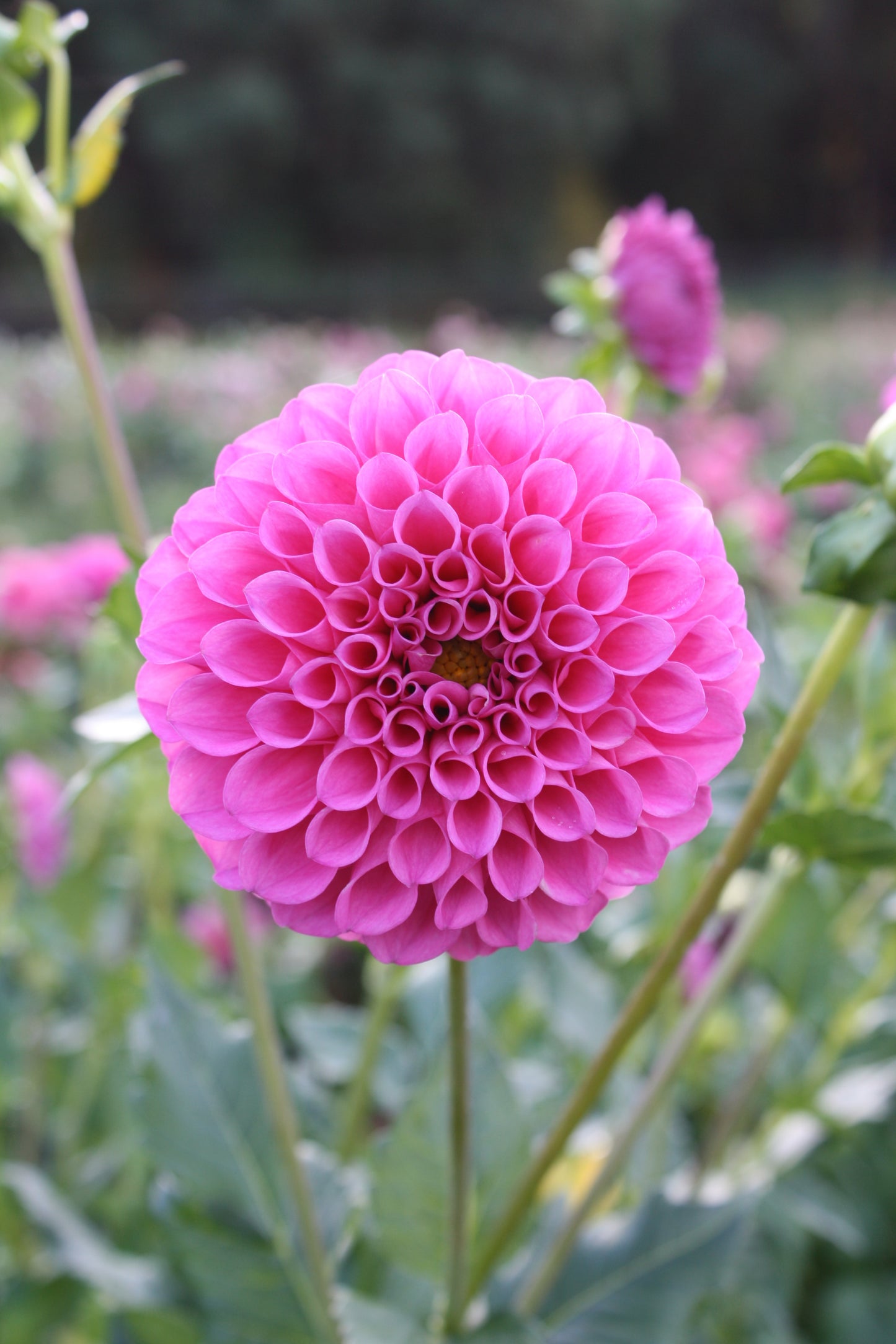 Chimacum Katie Dahlia Tuber