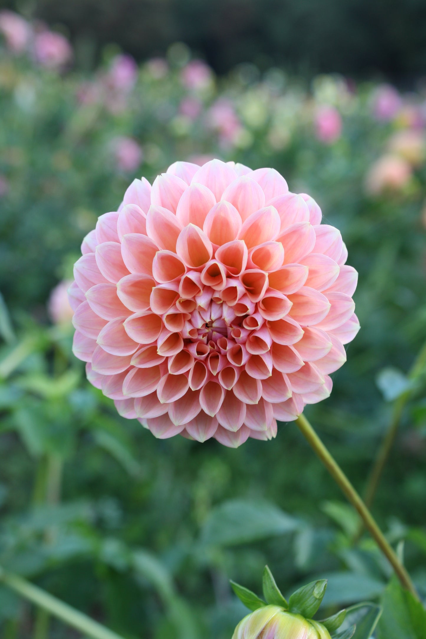 Linda's Baby Dahlia Tuber