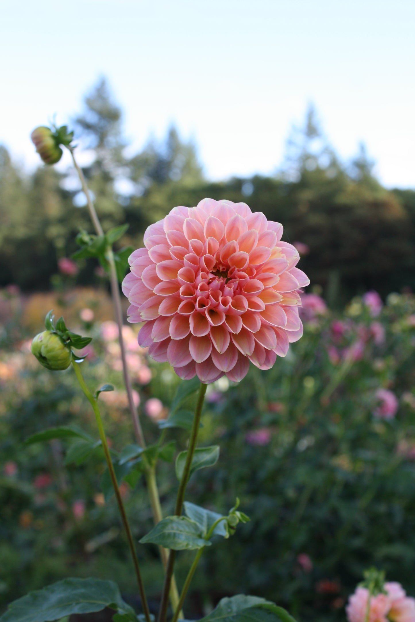 Linda's Baby Dahlia Tuber