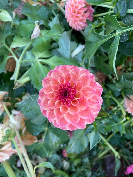 Robin Hood Dahlia Tuber