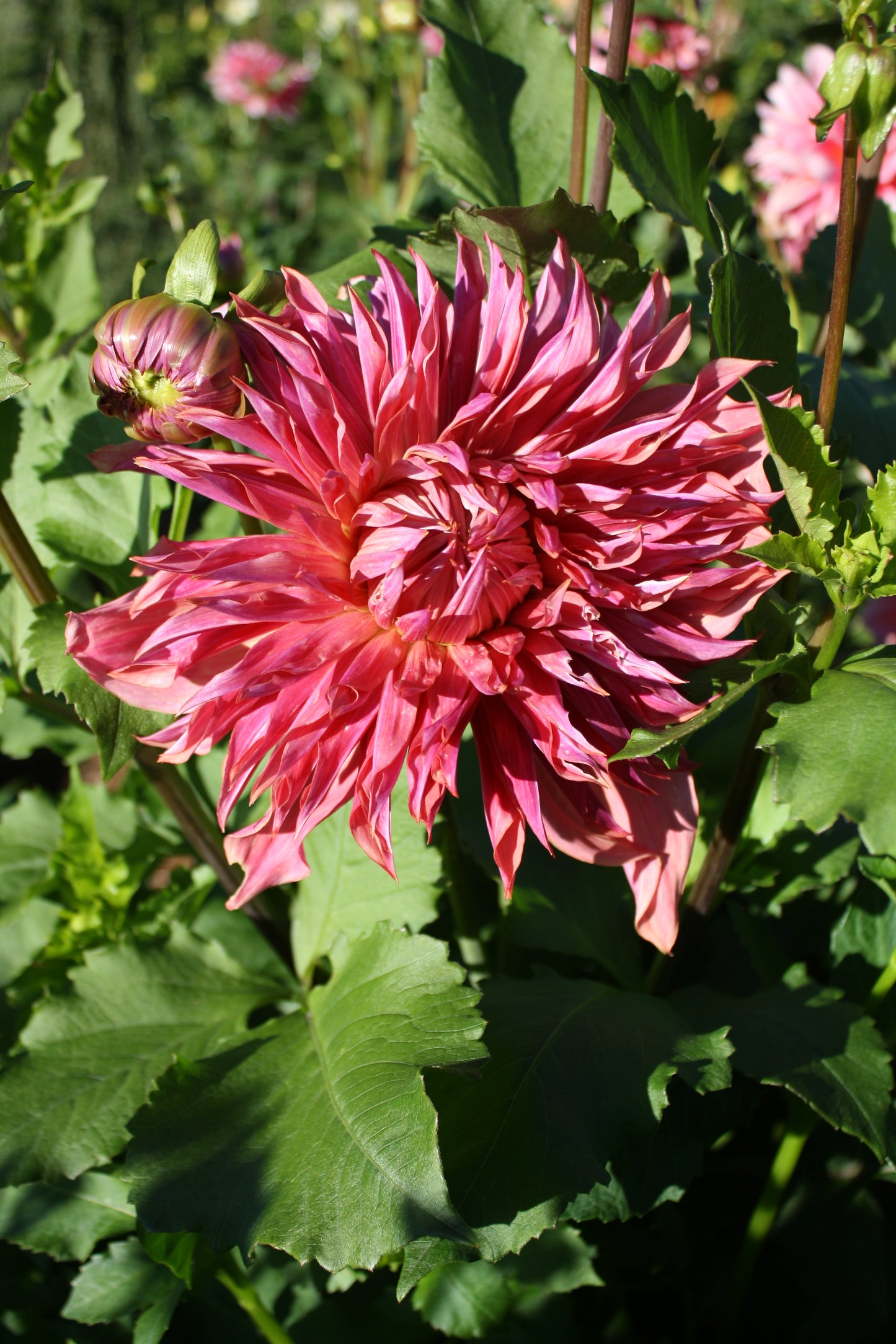 Penhill Dark Monarch Dahlia Tuber