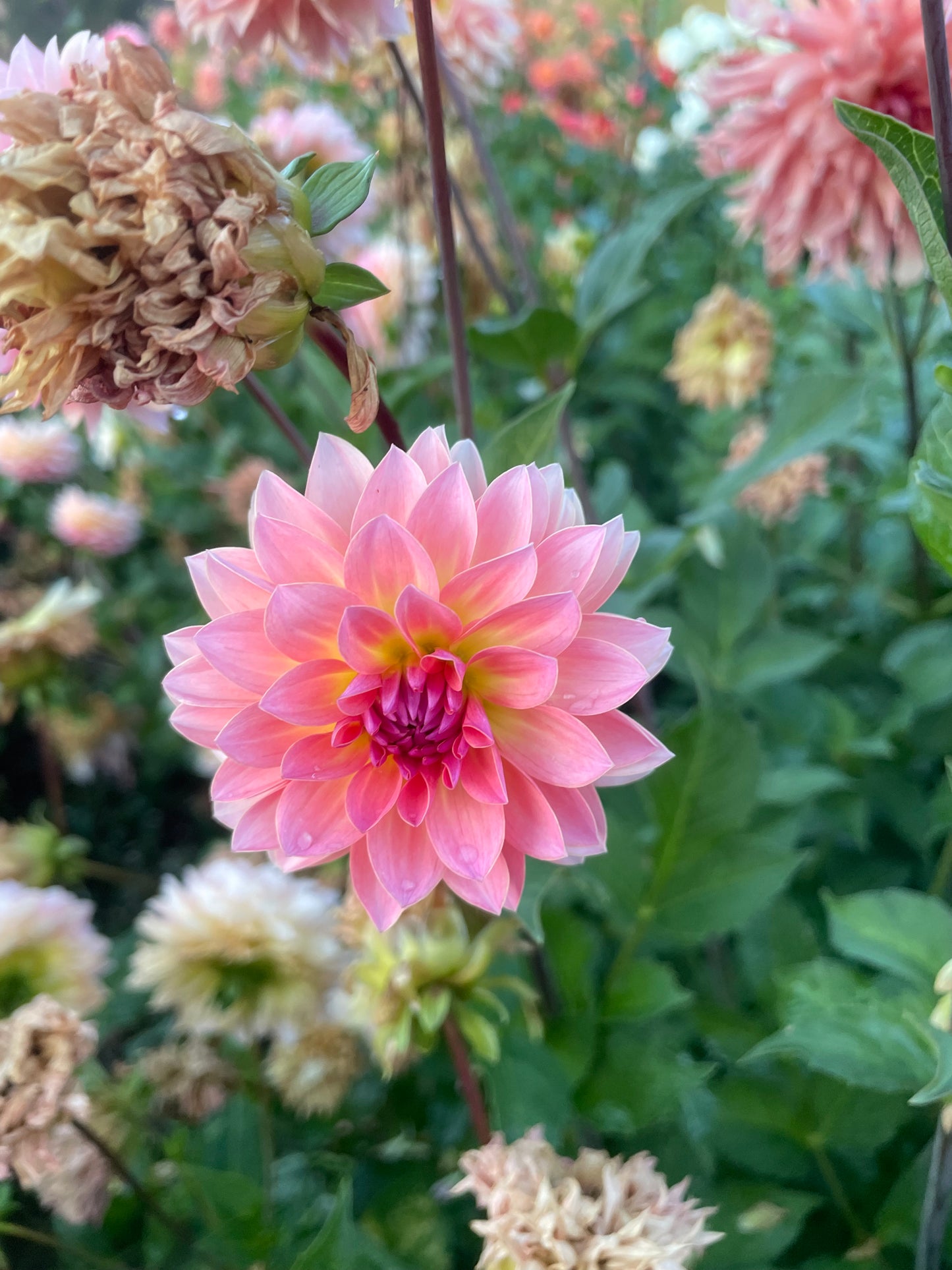 Jitterbug Dahlia Tuber
