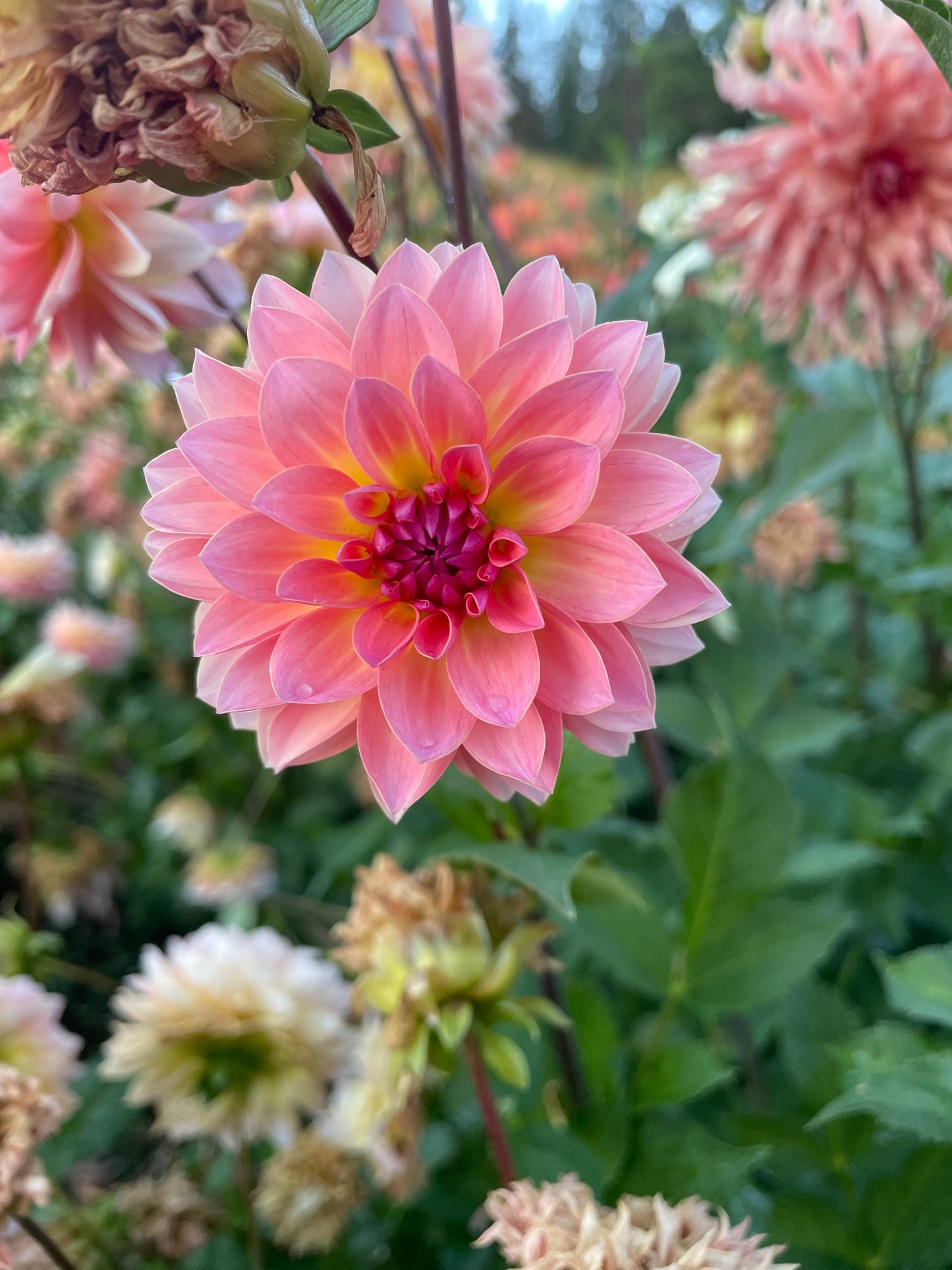 Jitterbug Dahlia Tuber