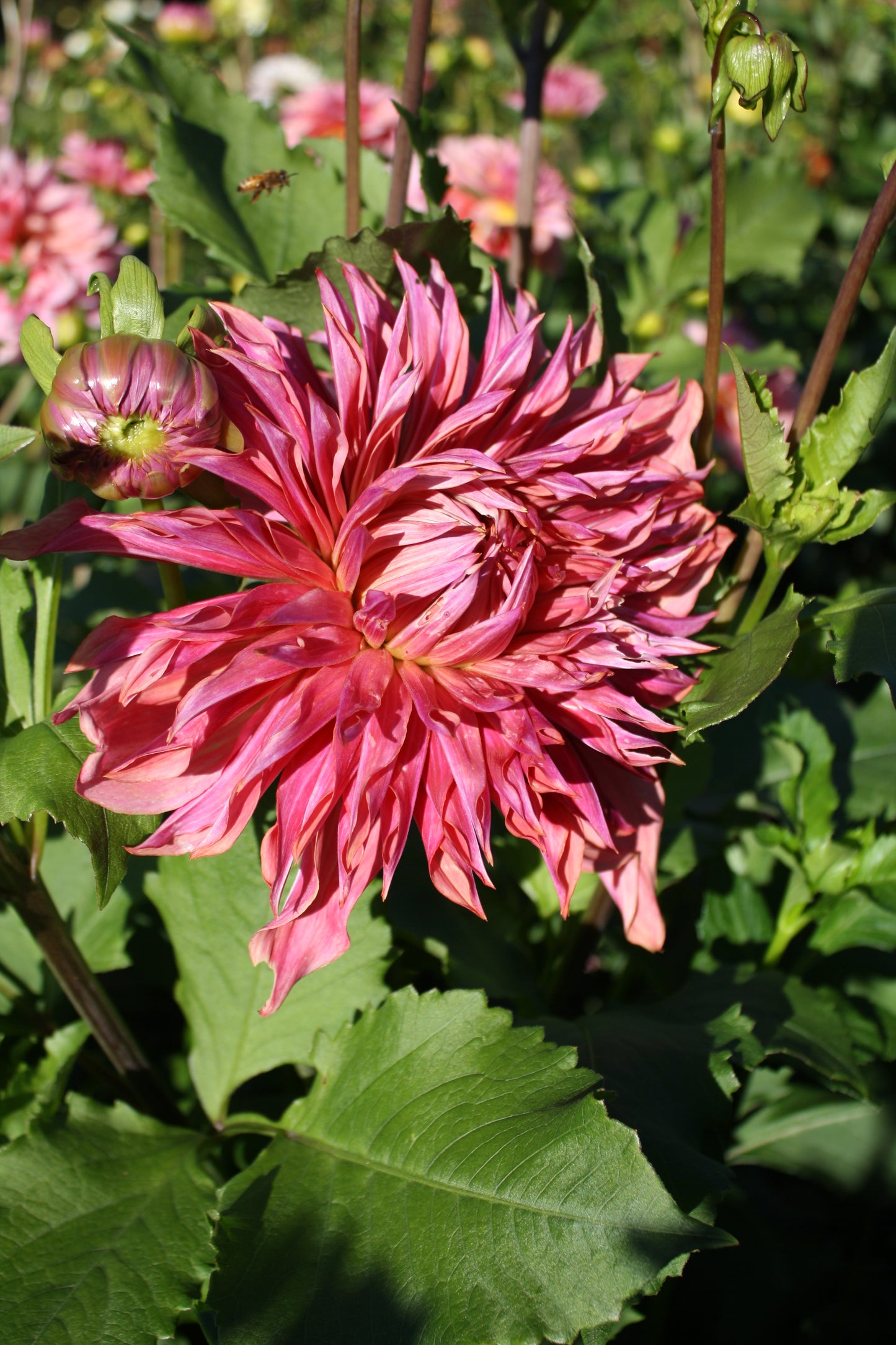 Penhill Dark Monarch Dahlia Tuber