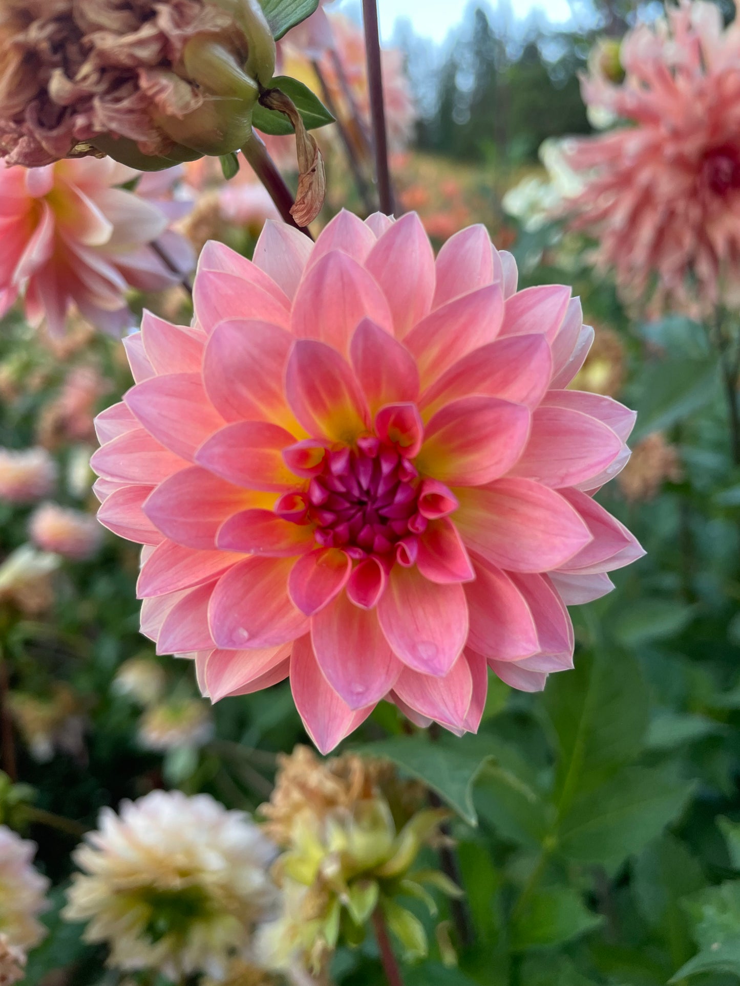 Jitterbug Dahlia Tuber