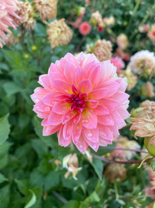 Jitterbug Dahlia Tuber