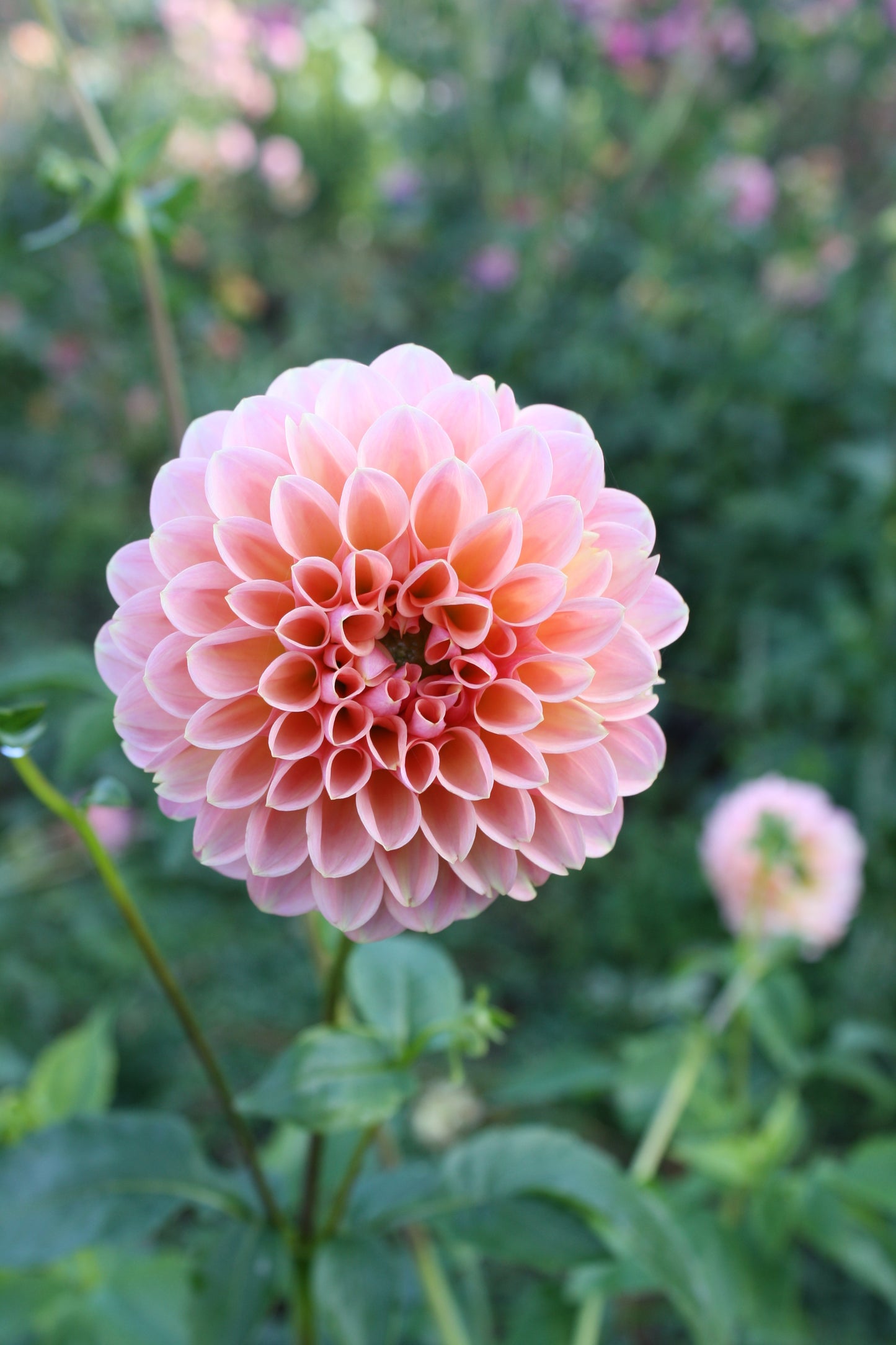 Linda's Baby Dahlia Tuber