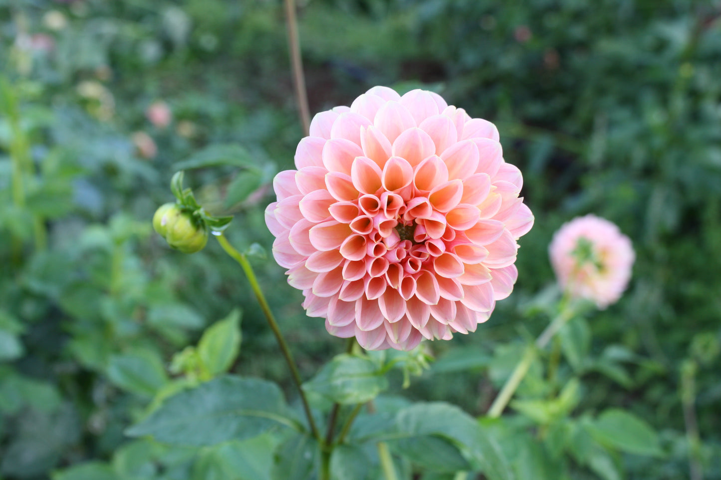 Linda's Baby Dahlia Tuber
