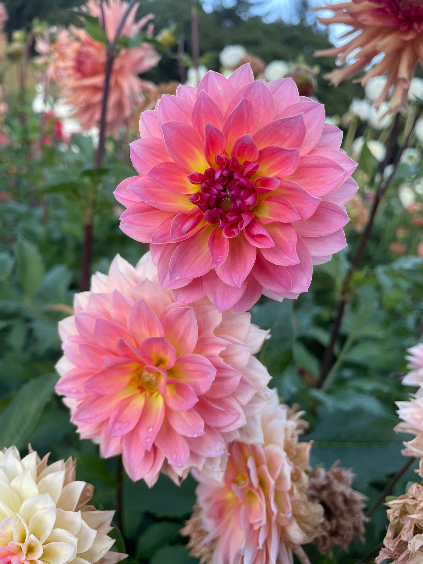Jitterbug Dahlia Tuber