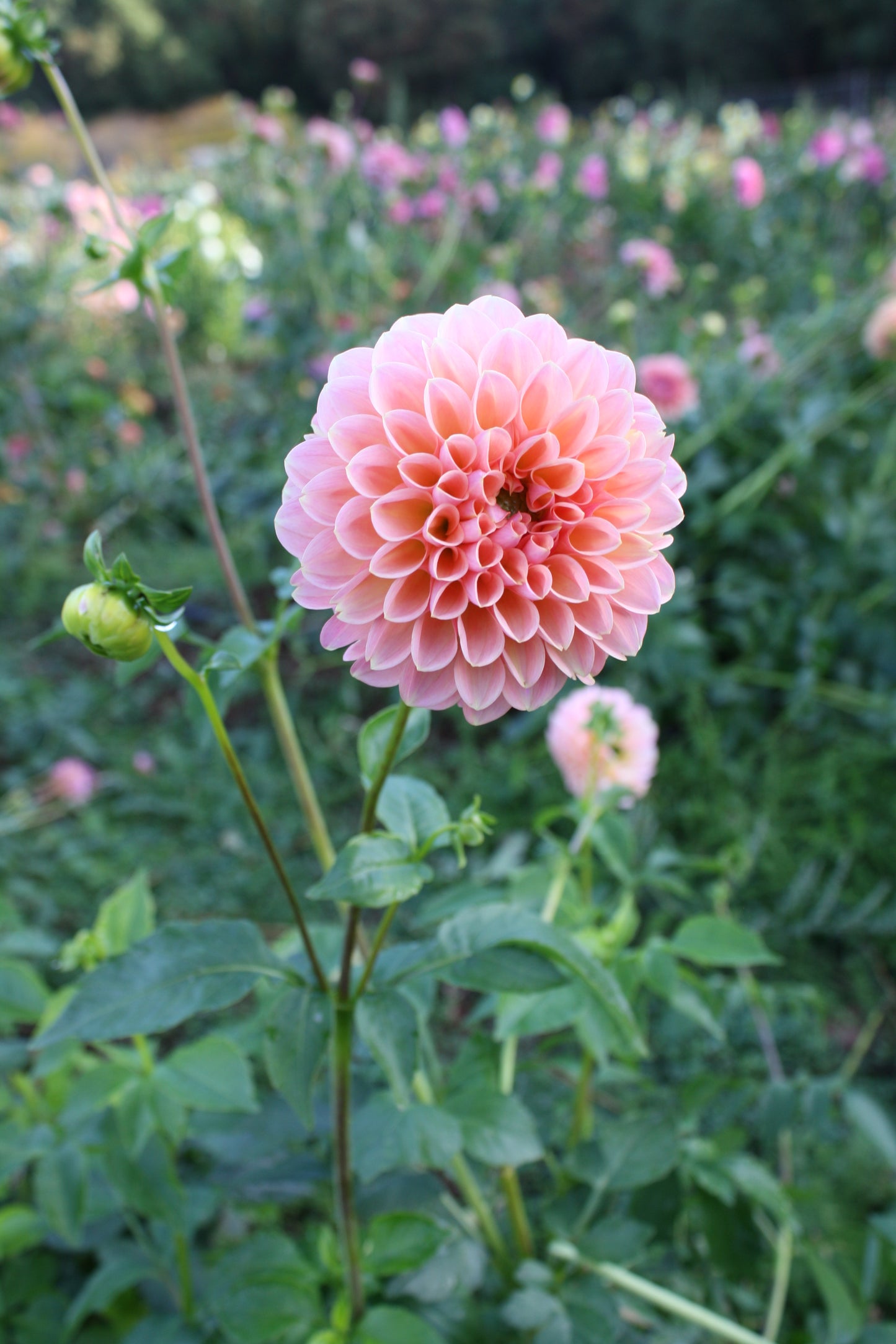 Linda's Baby Dahlia Tuber